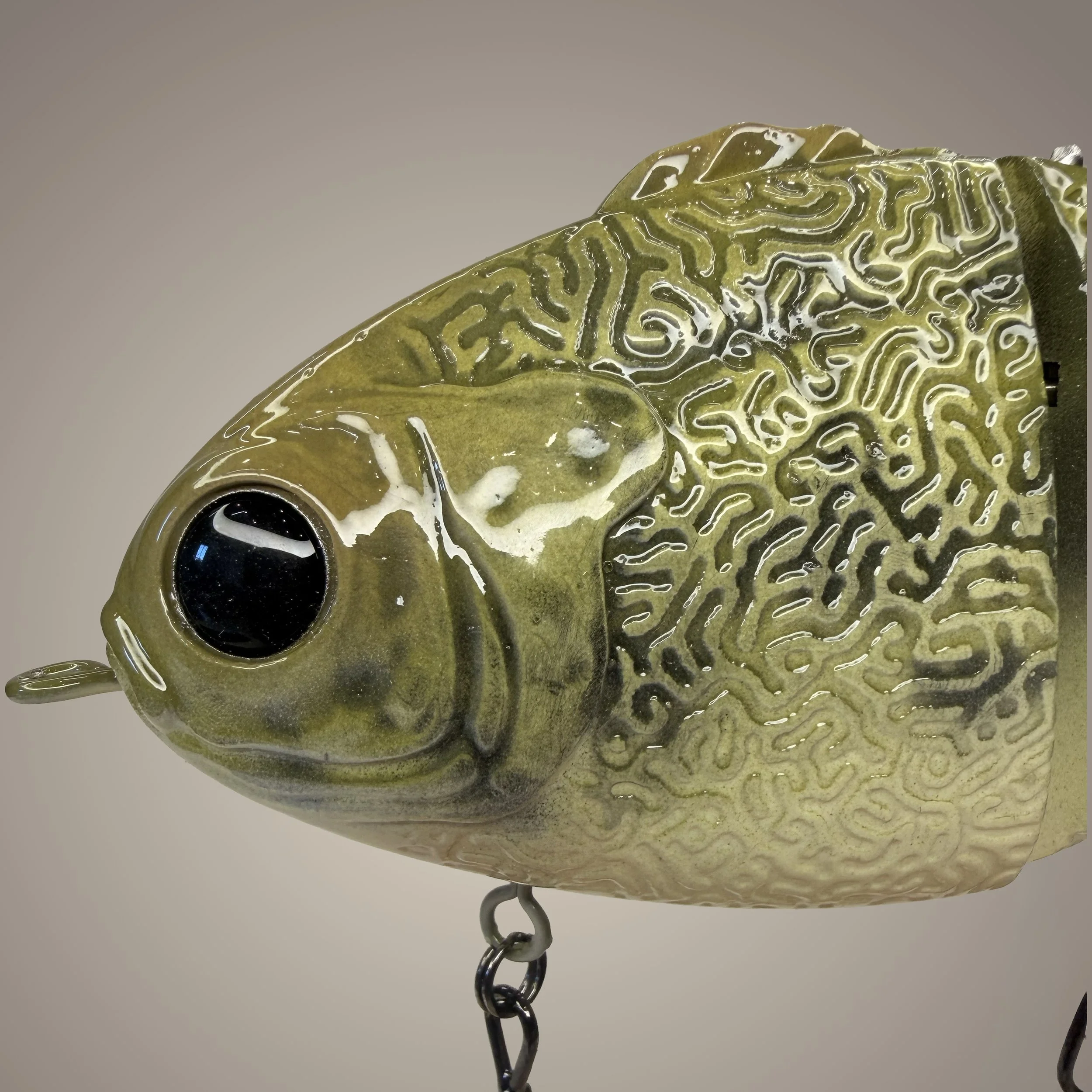 baby bass head.jpg