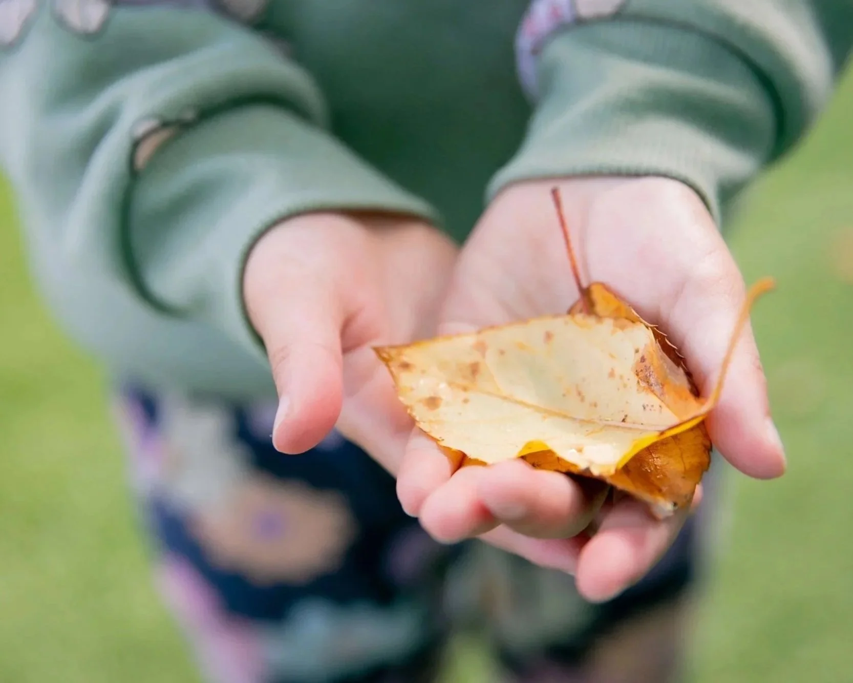 Person holding a yellow autumn leaf with some dirt on it, wearing a green long-sleeve shirt, outdoor setting.