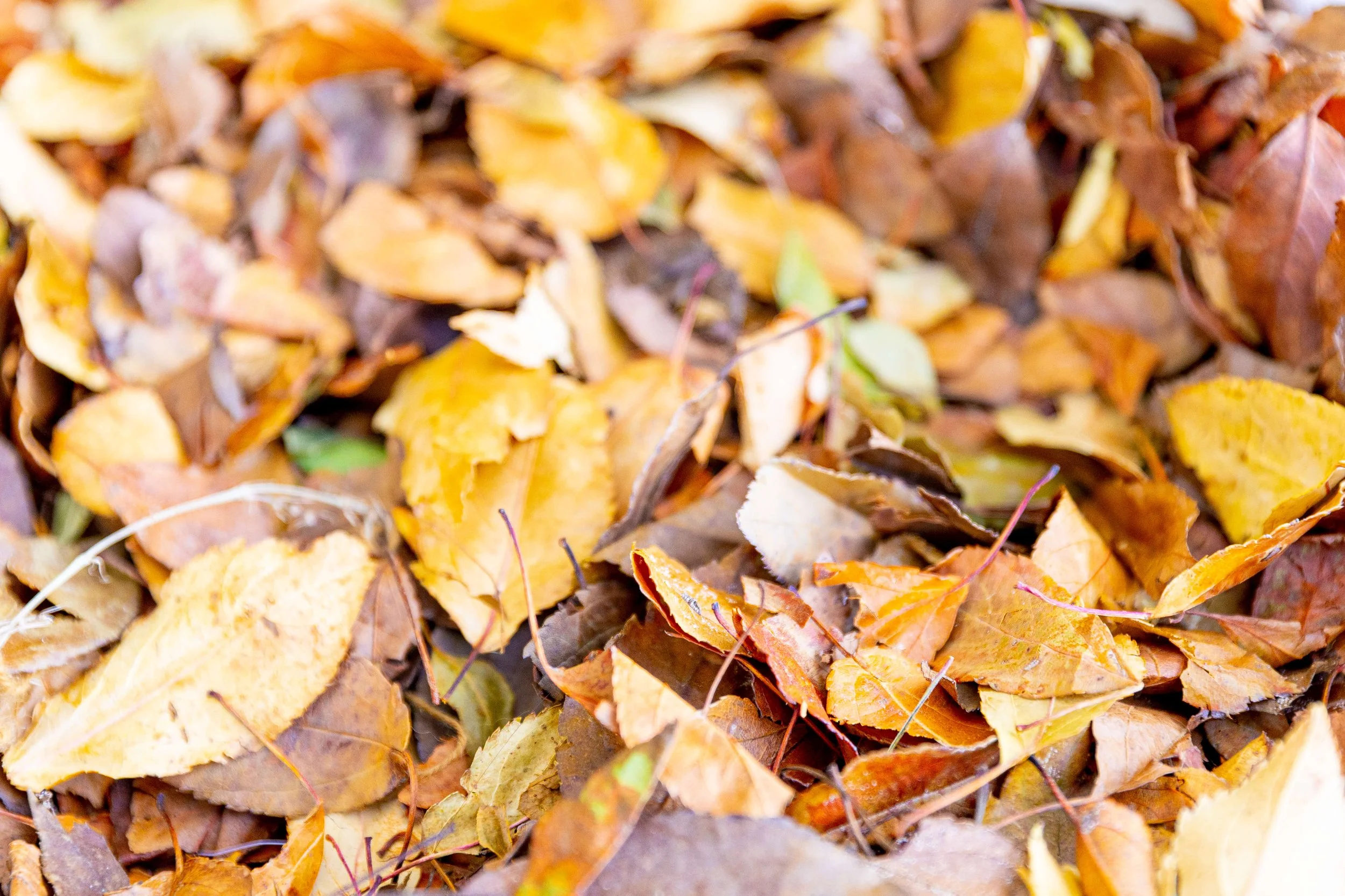 A close-up of fallen autumn leaves in various shades of yellow, orange, brown, and green.