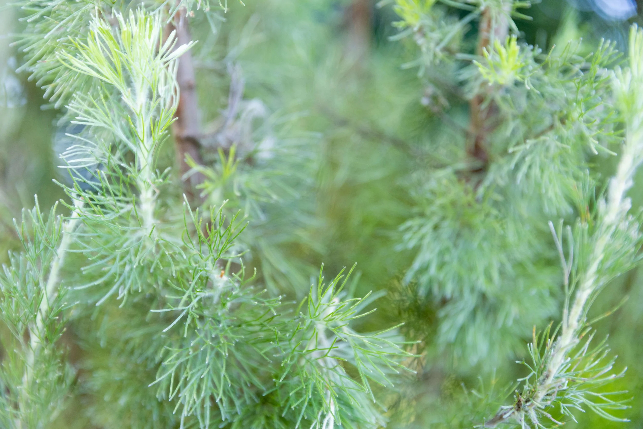 Close-up of green pine tree branches with needle-like leaves.