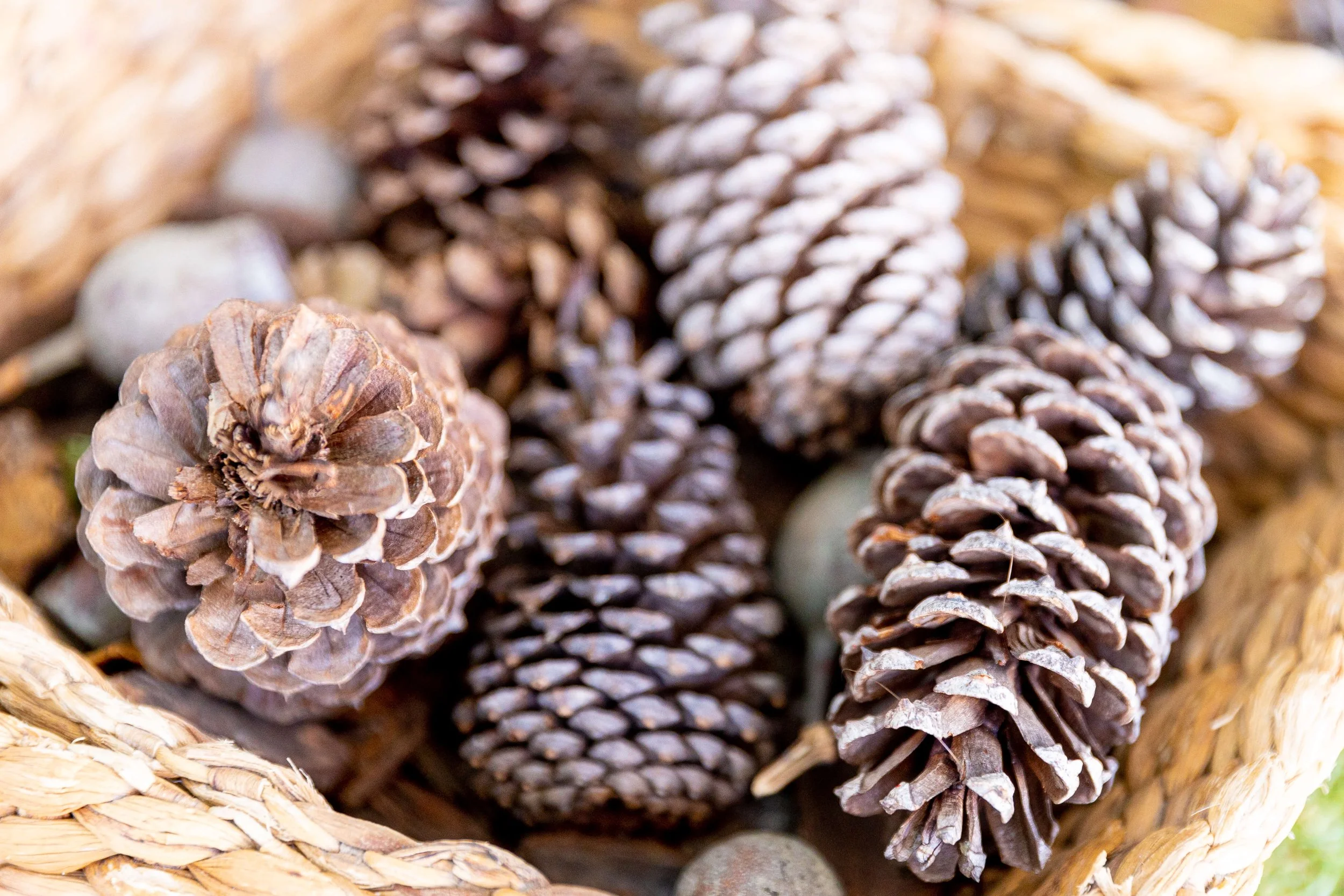 Close-up of pinecones in a woven basket.
