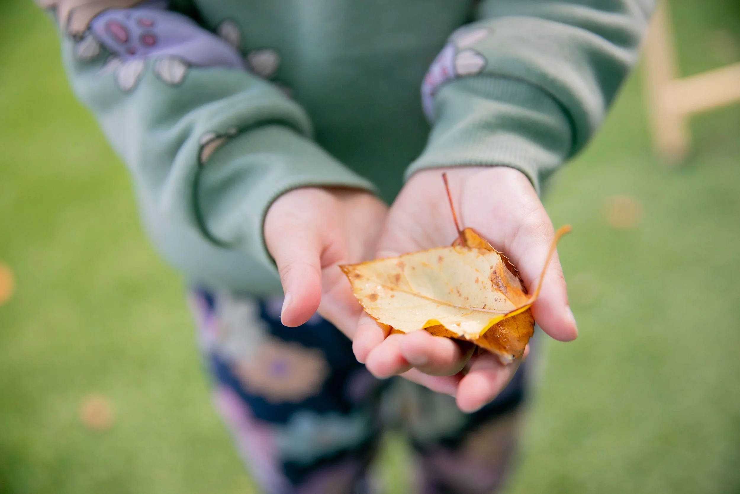 Child holding a yellow and brown autumn leaf with green grass in the background.