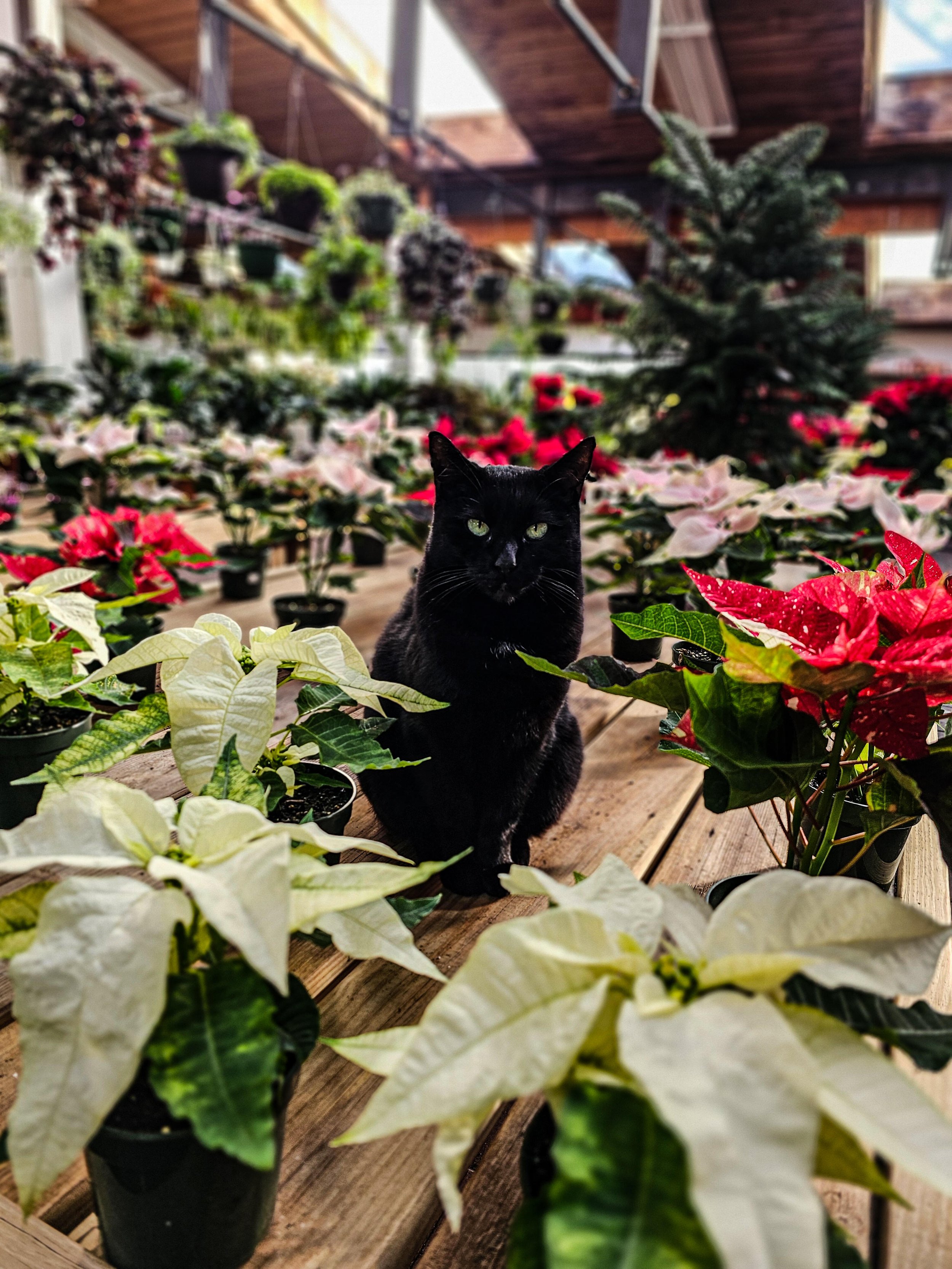 Poinsettias: A Holiday Favorite at Designs by Lee