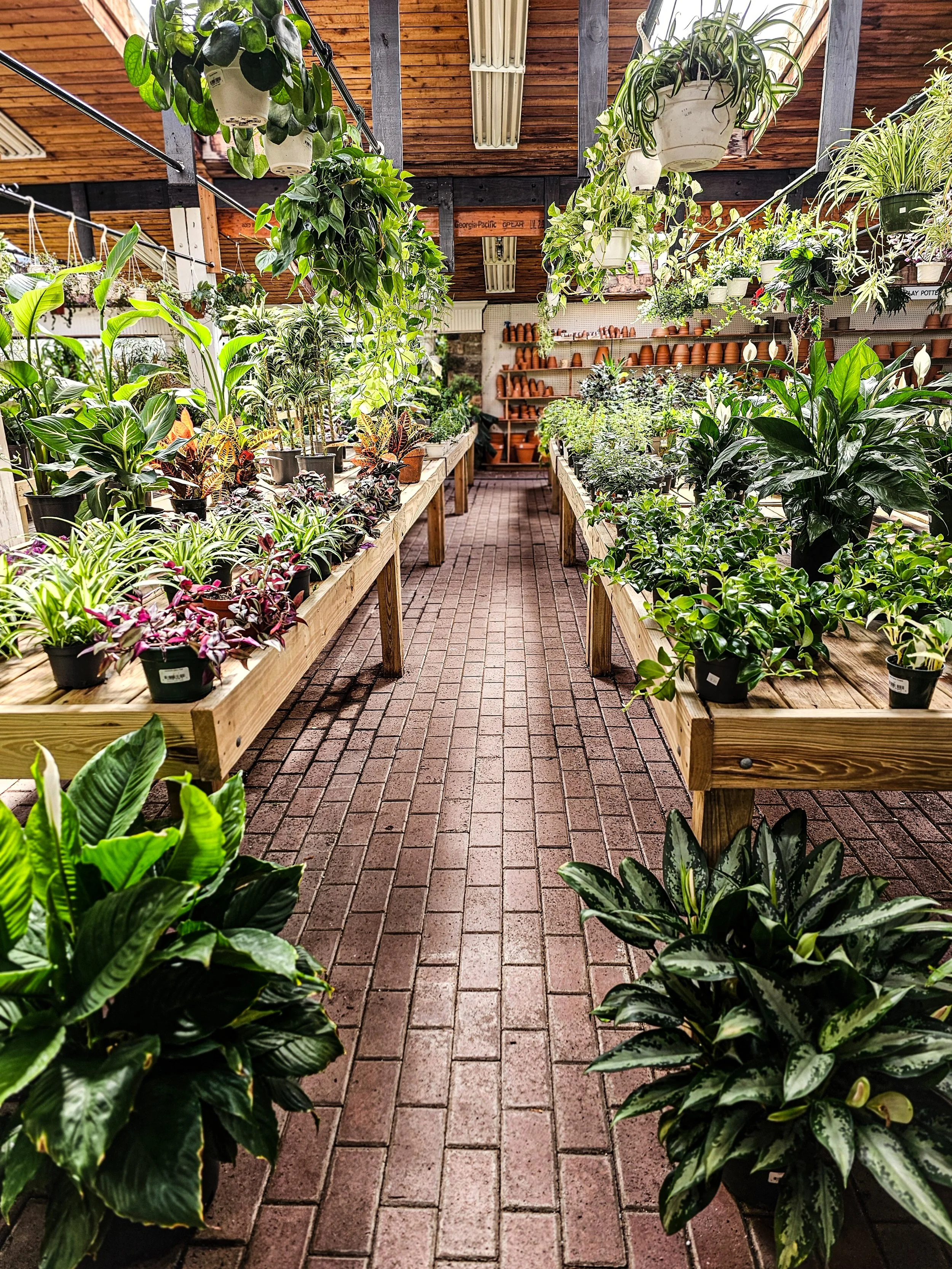 January at Designs by Lee: Winter Hours, Houseplants & What’s Ahead