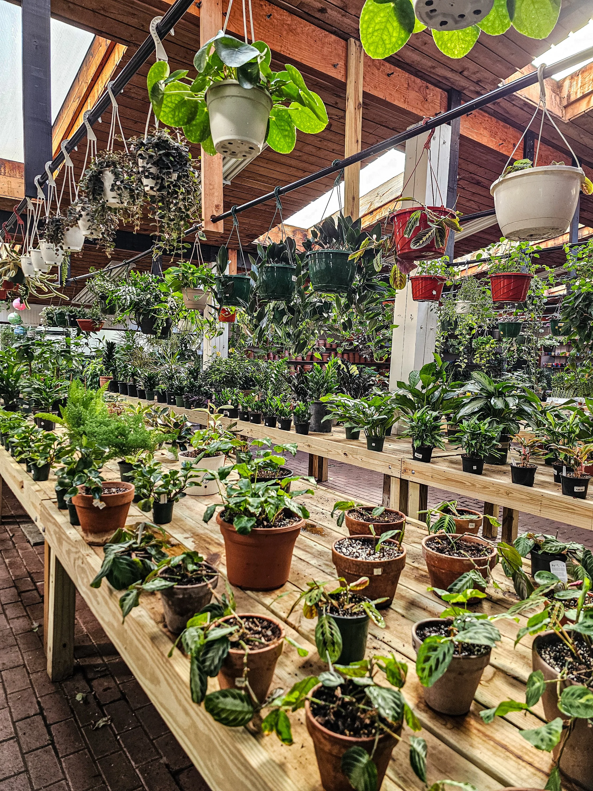 Why Houseplants Are the Perfect Year-Round Pick-Me-Up