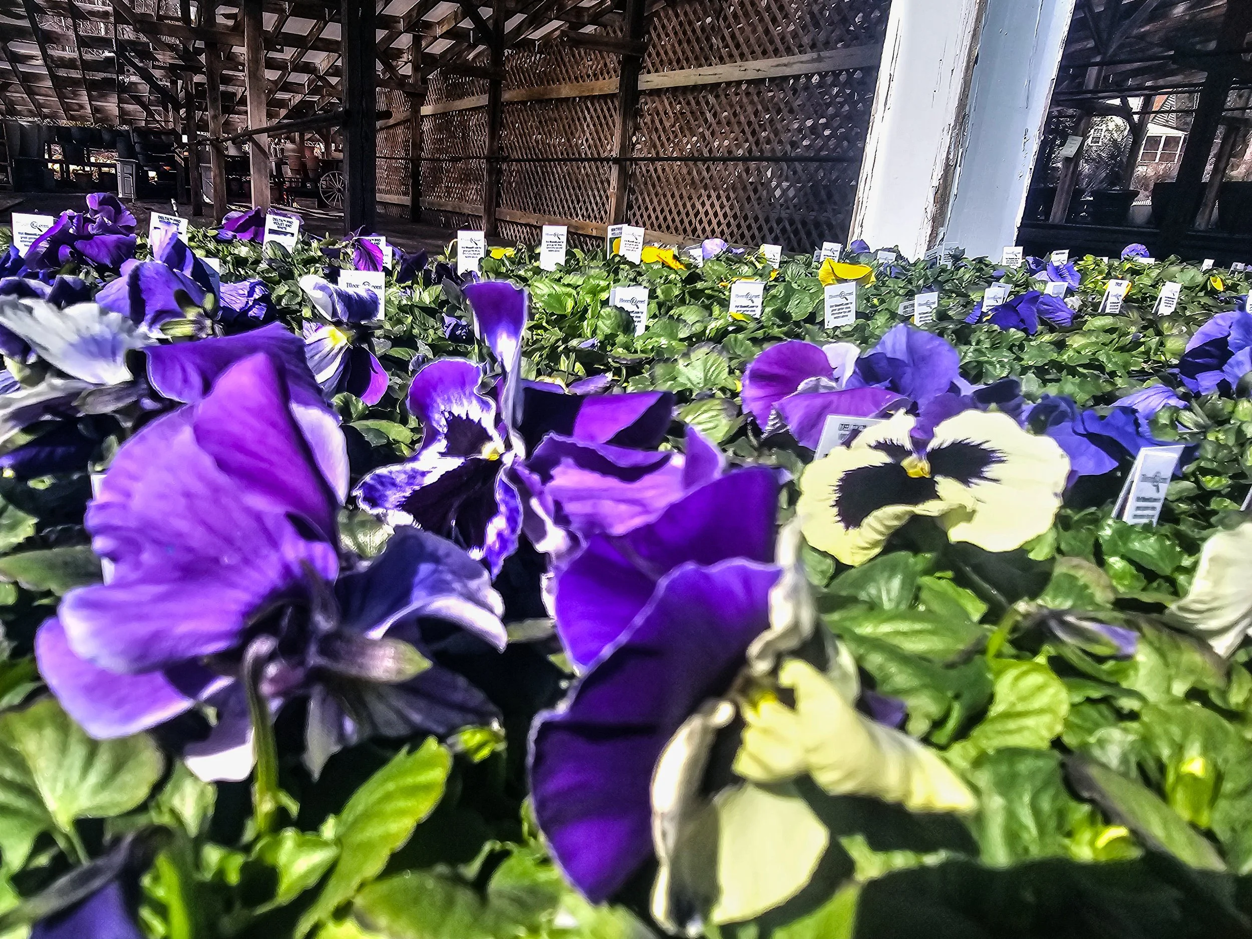 Pansies and Daffodils Have Arrived at Designs by Lee