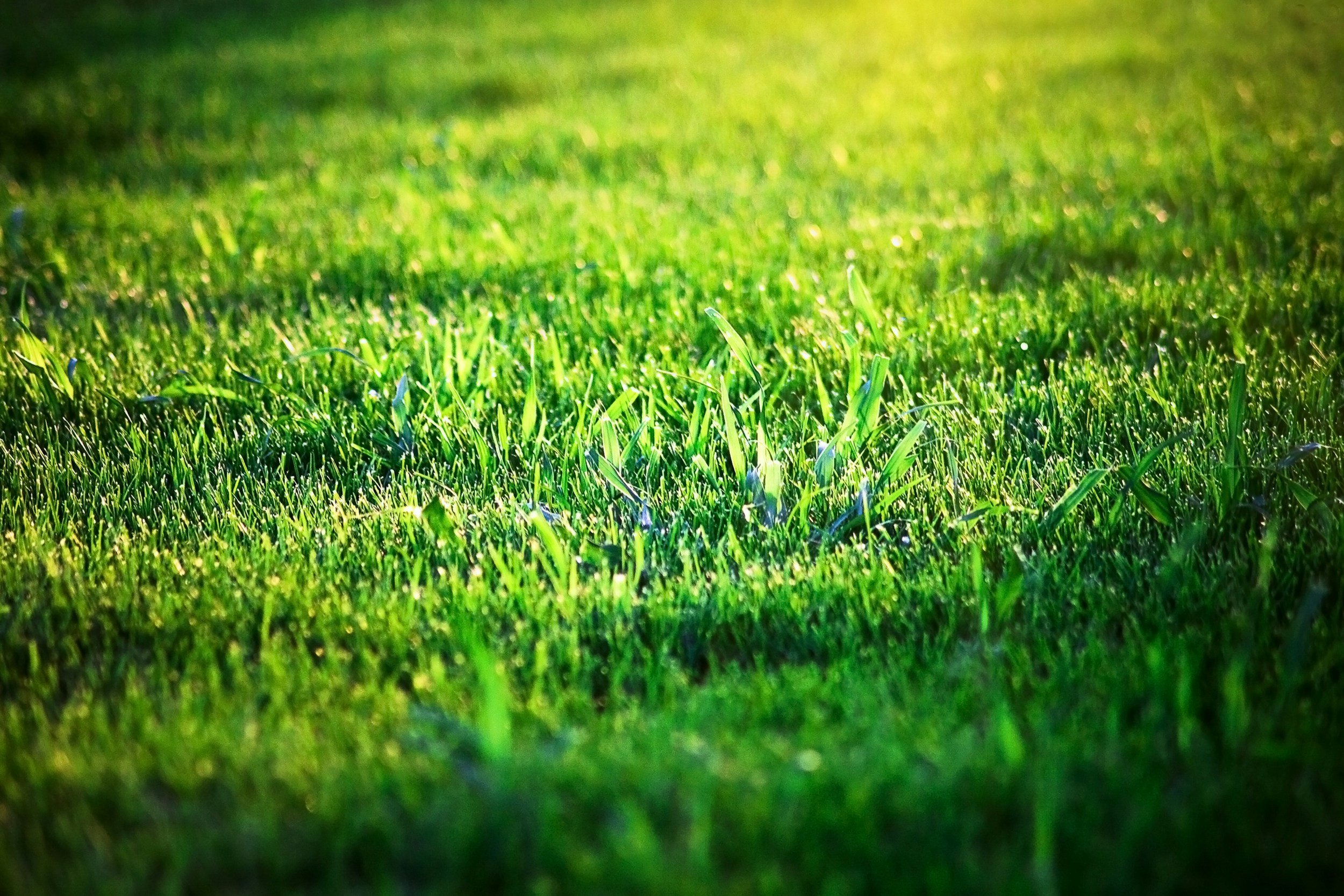 Close-up of green grass blades illuminated by sunlight.