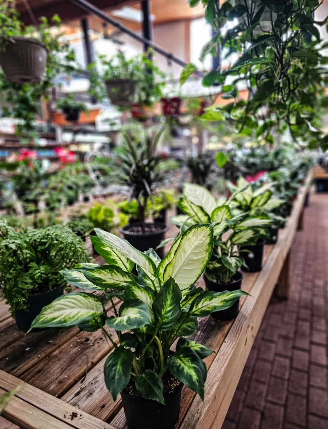 Sundays are for plant shopping 🌿

Houseplants are still 30% off.