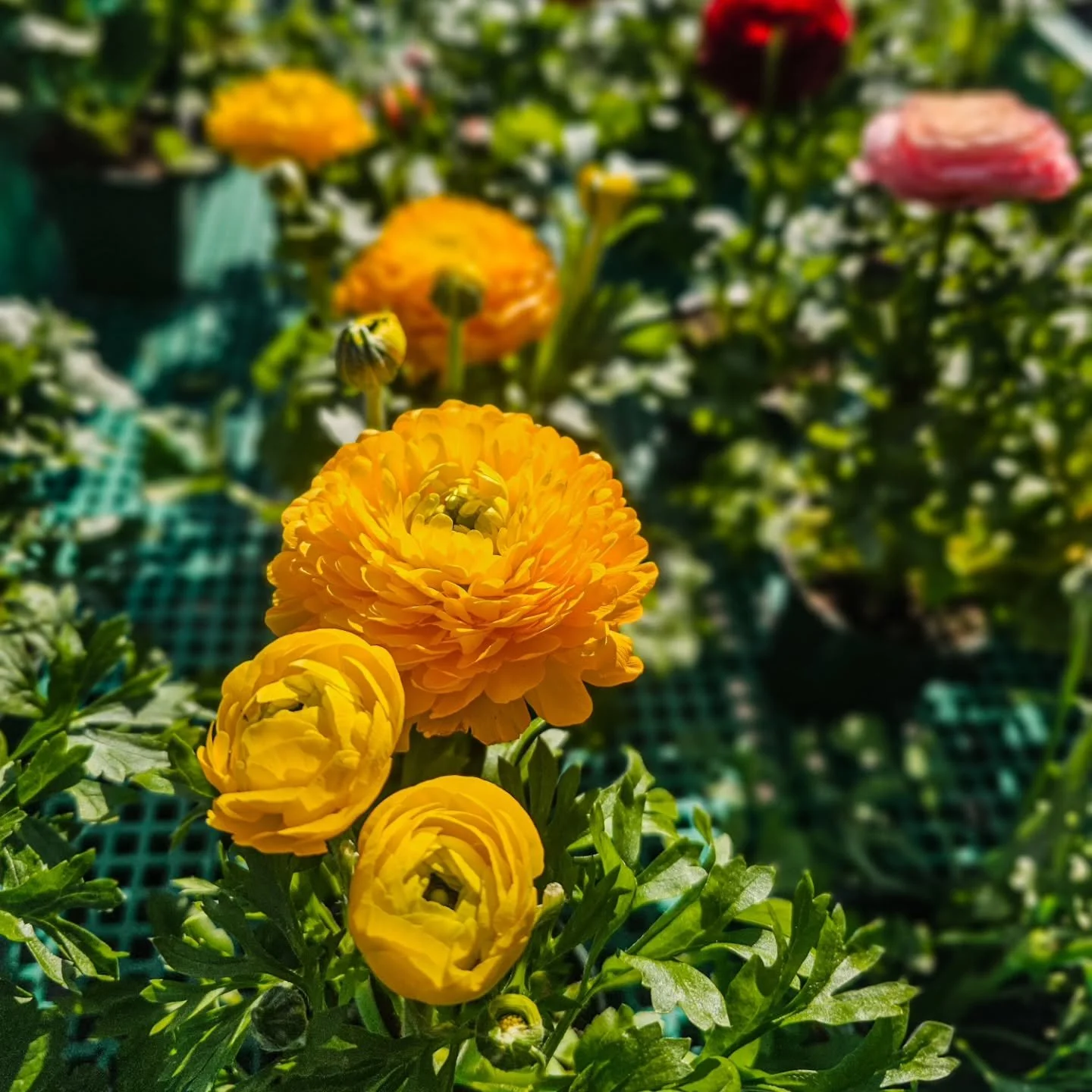Ranunculus are here 🌸

&bull; One of the prettiest early spring flowers
&bull; Thrive in cooler temps (perfect for right now)
&bull; Great for pots or garden beds

Care:
&bull; Sun to part sun
&bull; Water when the top of the soil starts to dry
&bul