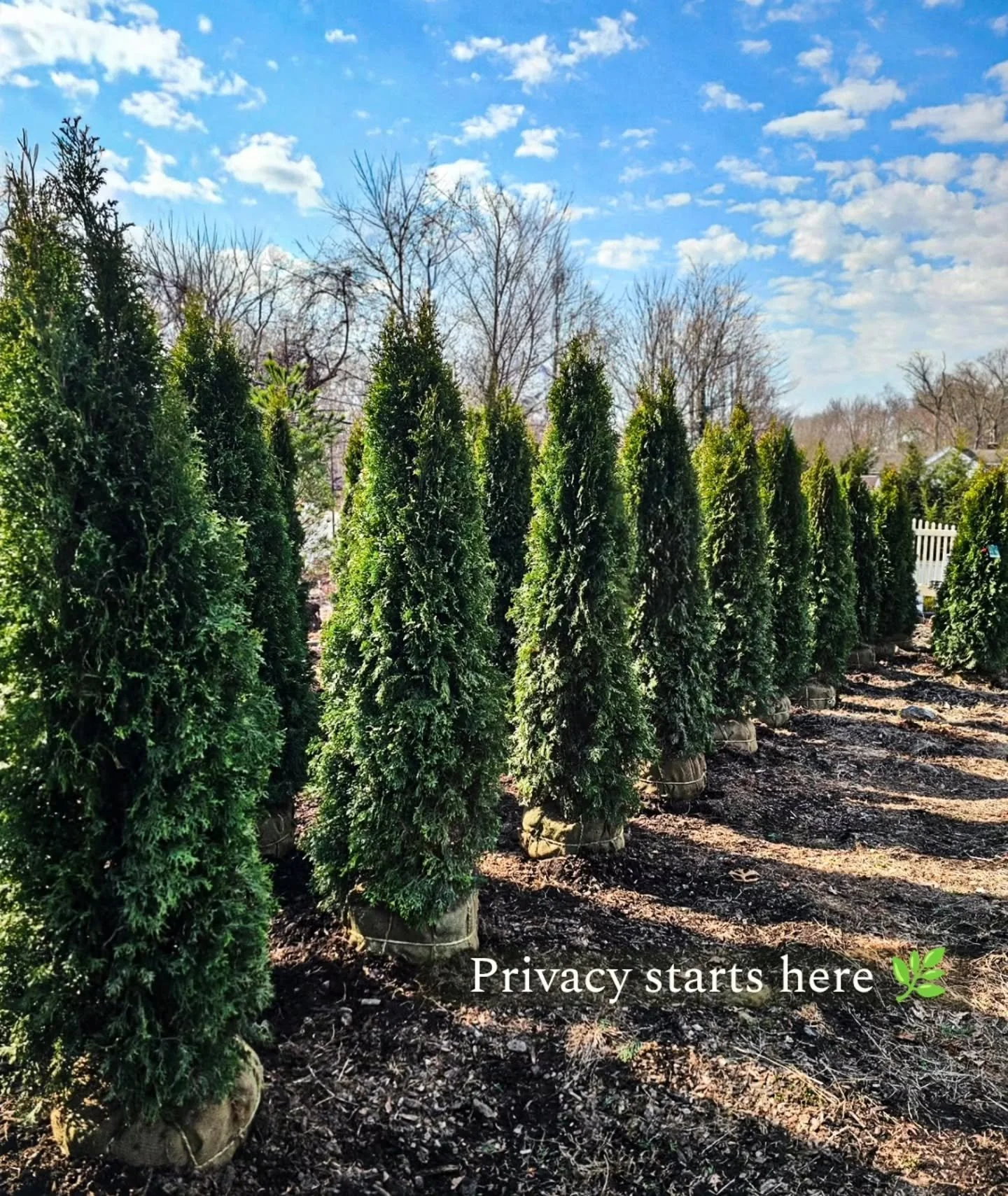 Fresh trees just rolled in 🌿

Rows of evergreens have officially landed at Designs by Lee.

Looking to add privacy or year-round greenery? We just stocked two of the most popular options:

🌲 Emerald Green Arborvitae &ndash; classic, narrow, great f