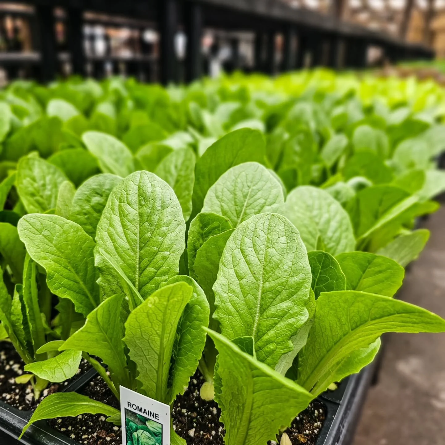 Still a little cold&hellip; but you can plant 🌿

Lettuce, greens, and other cold crops actually do really well in these cooler temps

If we do get a frost, just cover them overnight and they&rsquo;ll be fine

If you&rsquo;ve been waiting to start, t