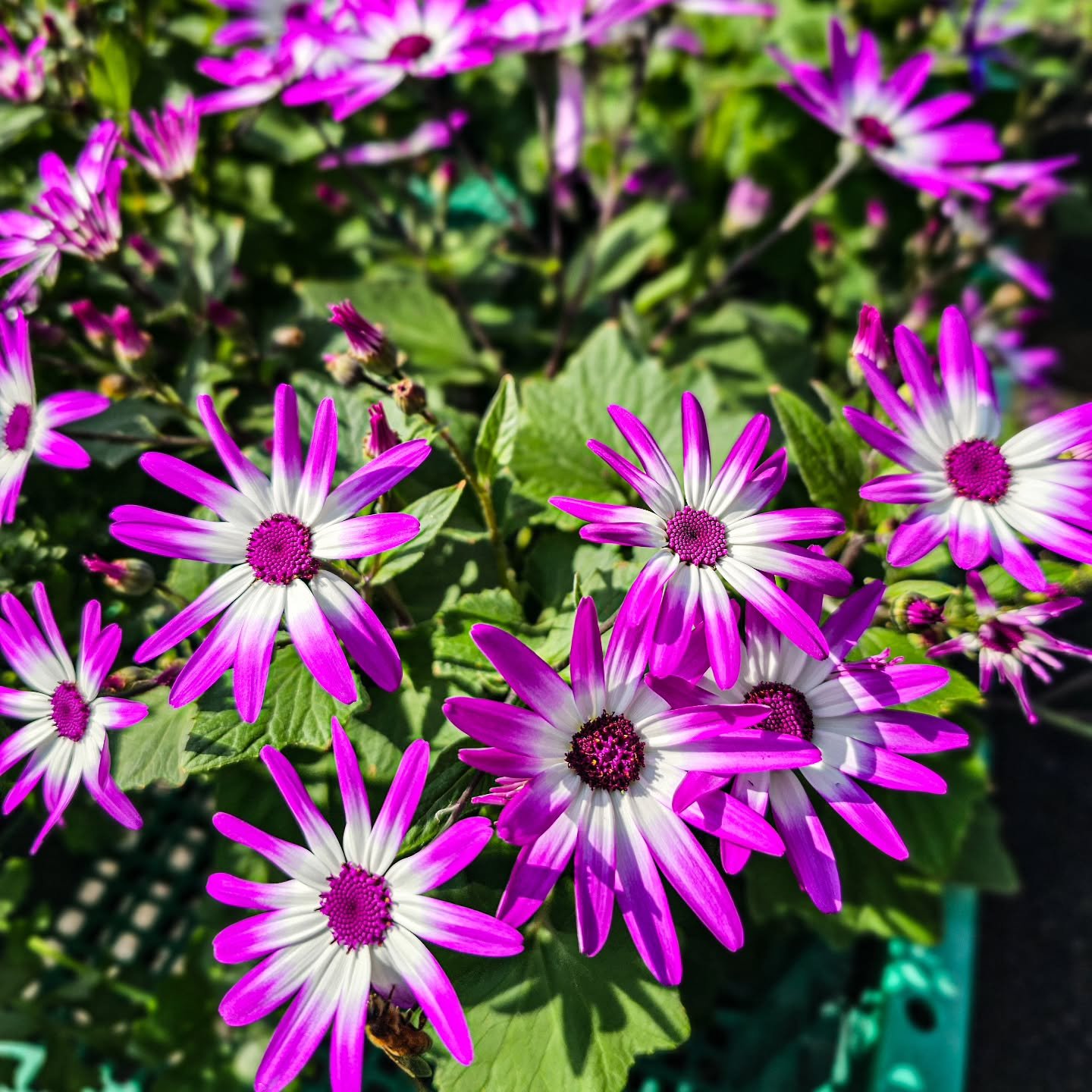 The Easter Bunny is here today 🐰🌷

Join us from 11&ndash;3 for a full day of spring fun &mdash;
photos with the Easter Bunny, local vendors, kids activities, and more.

Free to attend

Free bunny photos with a donation of nonperishables for the Foo