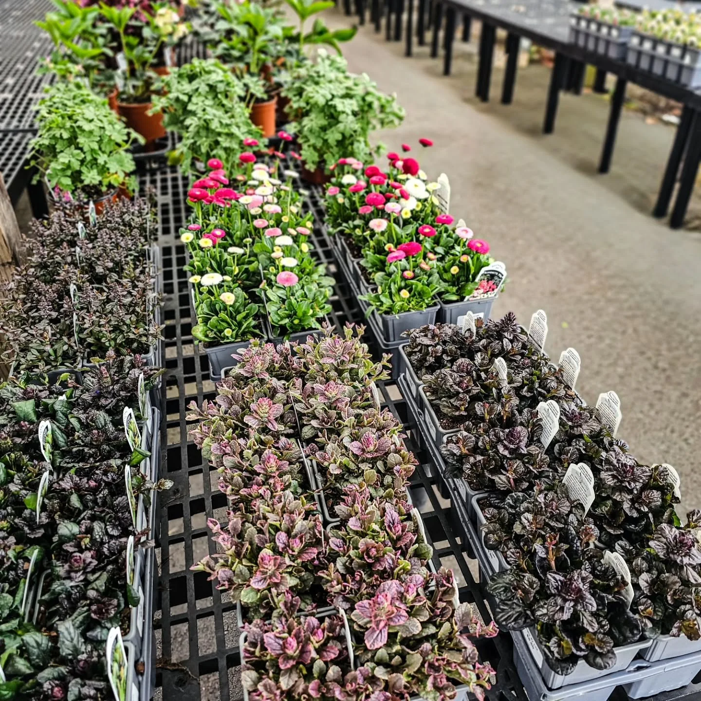 Perennials are starting to fill in 🌿

Hellebores, primrose, brunnera and more &mdash; just the beginning, with new varieties coming in regularly.

More coming in every week.