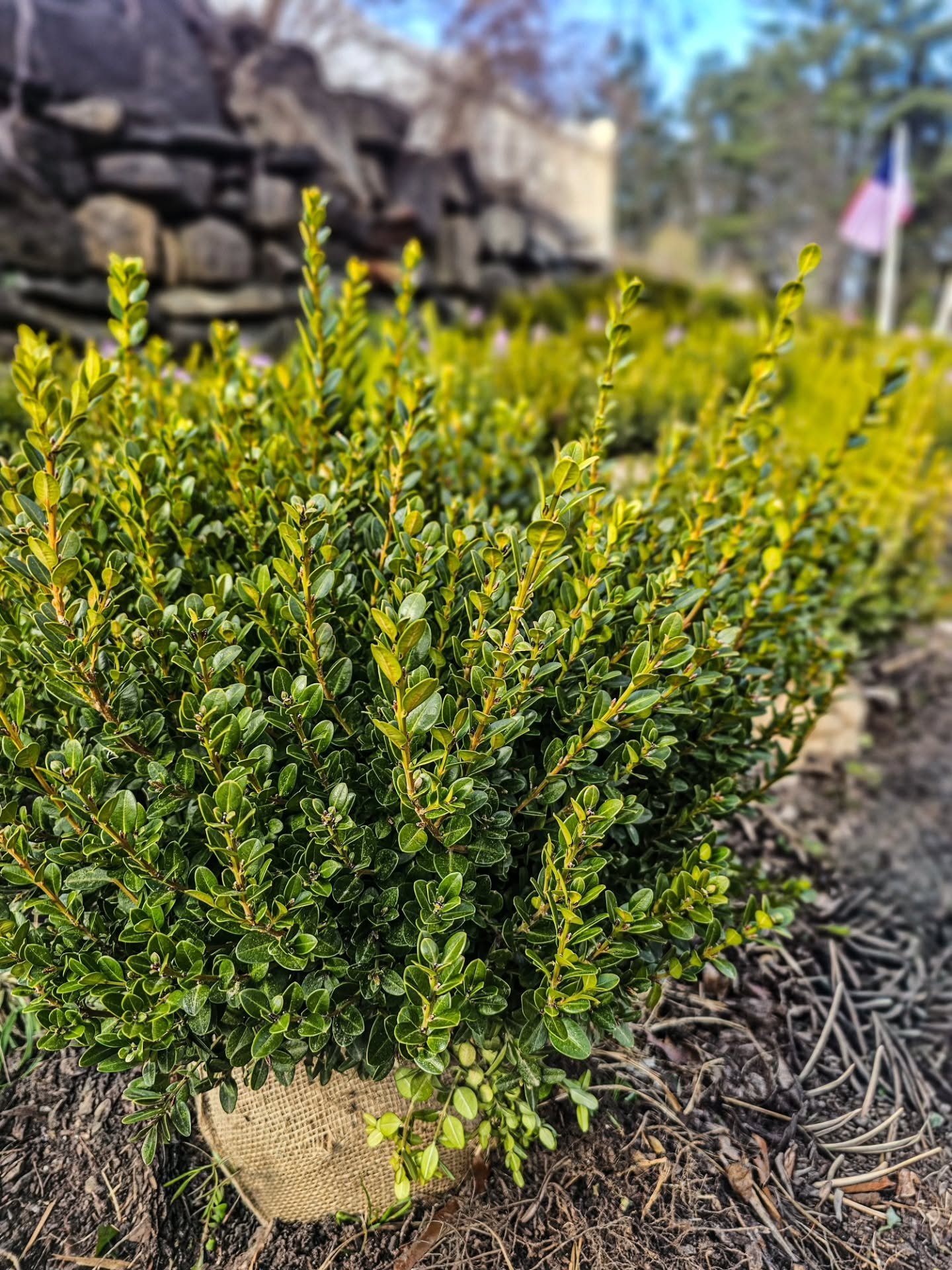 Fresh boxwoods just arrived 🌿

There&rsquo;s a reason these never go out of style &mdash; they instantly make a space feel clean, finished, and put together.

This batch is especially nice&hellip; super full, healthy, and ready for planting now.

Pe