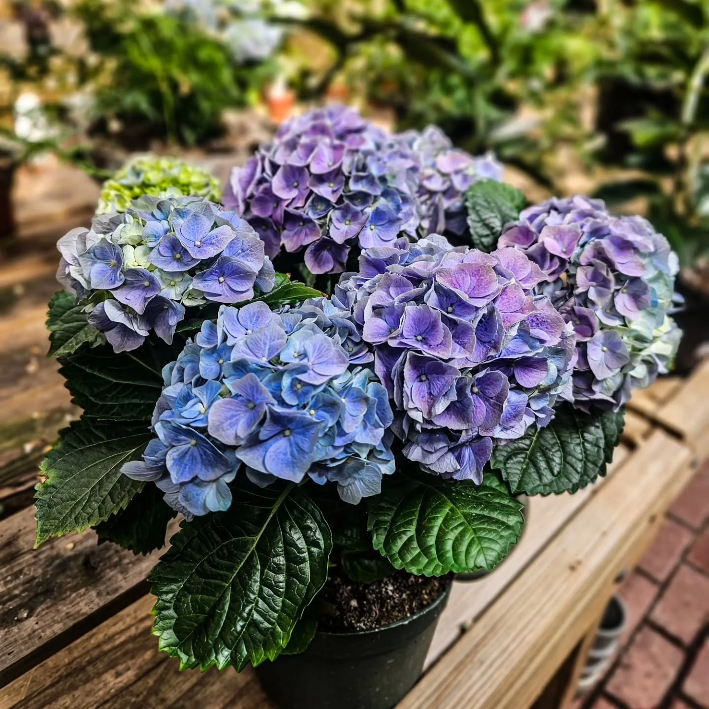 The greenhouse is full &mdash; hydrangeas, orchids, and so many fresh arrivals coming in daily. It&rsquo;s the perfect time to stop in, walk around, and bring a little color home.

We&rsquo;re open all weekend (closed Easter Sunday) &mdash; whether y