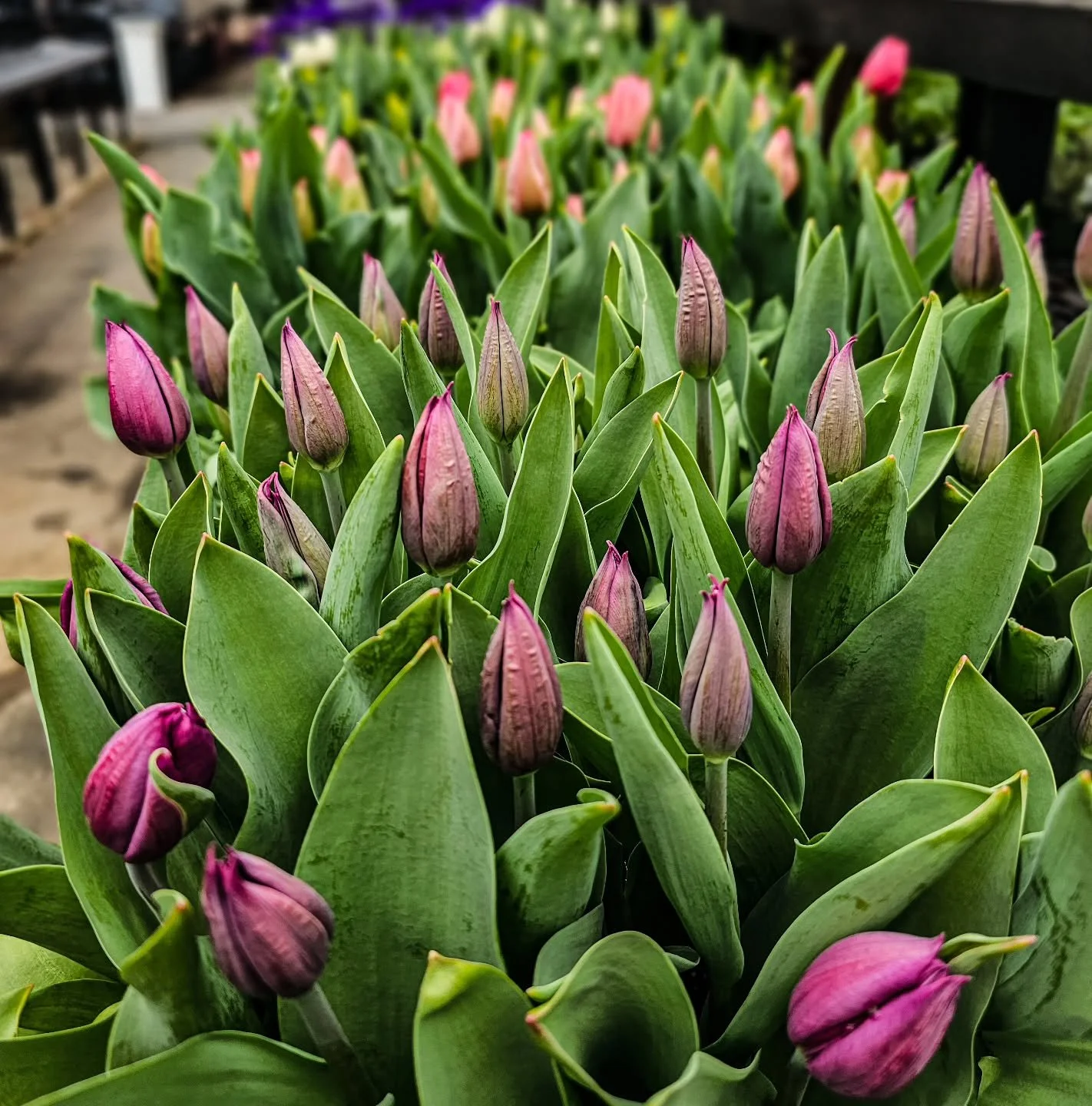 Saturday plans? We&rsquo;ve got you ☕️

Coffee + plant shopping = a perfect spring day 🌿

@onthebrew.coffeeco will be here 9&ndash;2

Come walk around, shop, and enjoy it for a bit

Day before Easter and it&rsquo;s supposed to be beautiful