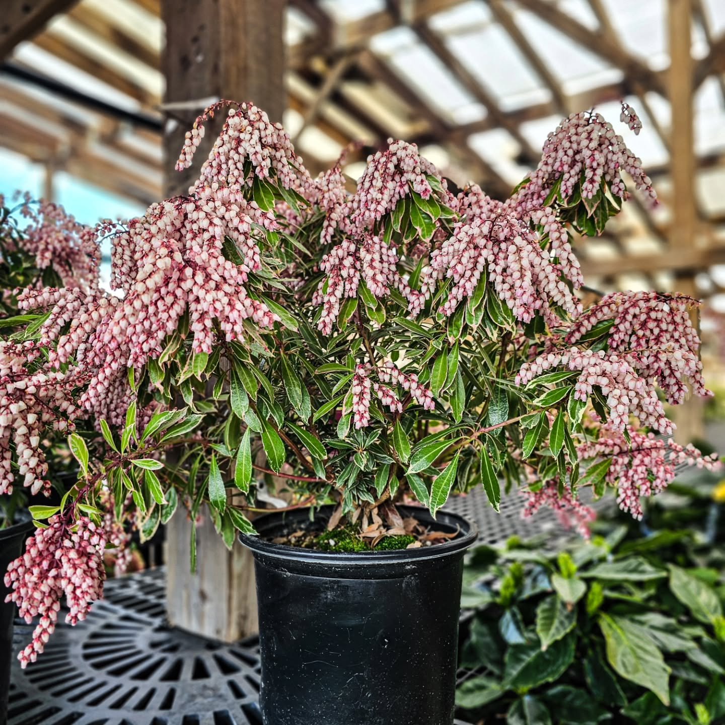 One of the prettiest signs of spring

Andromeda (Pieris) is in full bloom right now &mdash; those cascading flowers are what everyone notices first, but it&rsquo;s also a really great evergreen to have in your landscape year-round.

Care tips: 
&bull