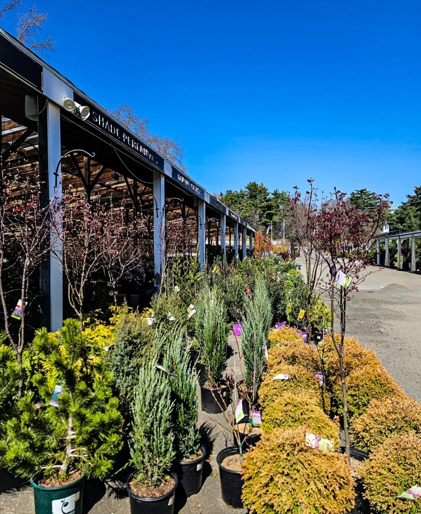 If you haven&rsquo;t walked the nursery yet this season&hellip; this is your sign.

Spring is starting to show up here 🌿

The nursery is filling in more every day &mdash; evergreens, shrubs, early perennials, and so much more coming in weekly.

If y