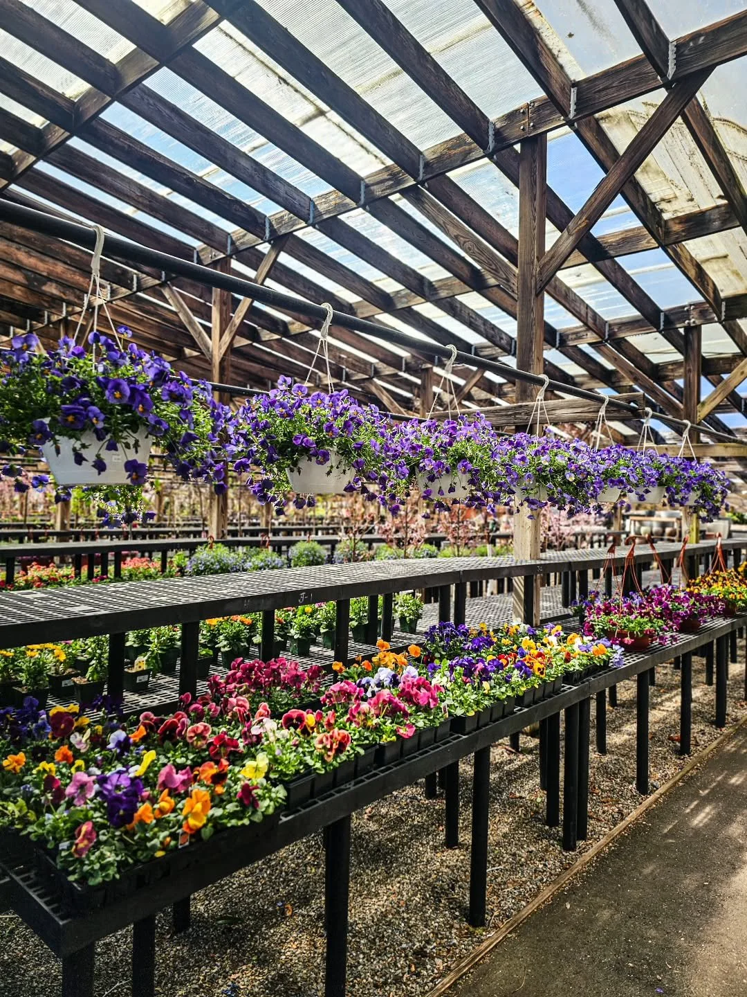 The lath house is filling with color again 🌸

Hanging baskets are starting and new arrivals are coming in every day.

Open 7 days, 9&ndash;5.