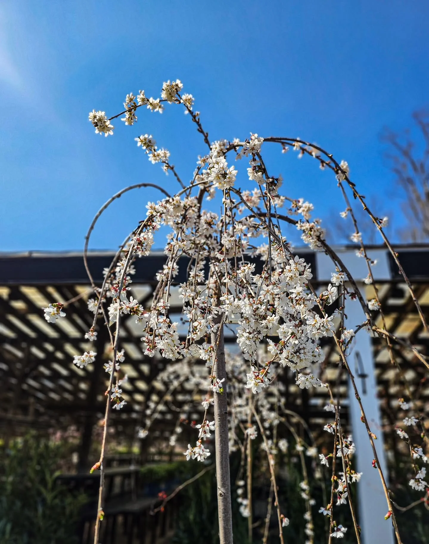 Spring flowering trees are going fast. 🤍

Weeping cherries just arrived and they're gorgeous &mdash; come find yours before they're gone. Open 7 days, 9&ndash;5. 129 Interlaken Road, Stamford.