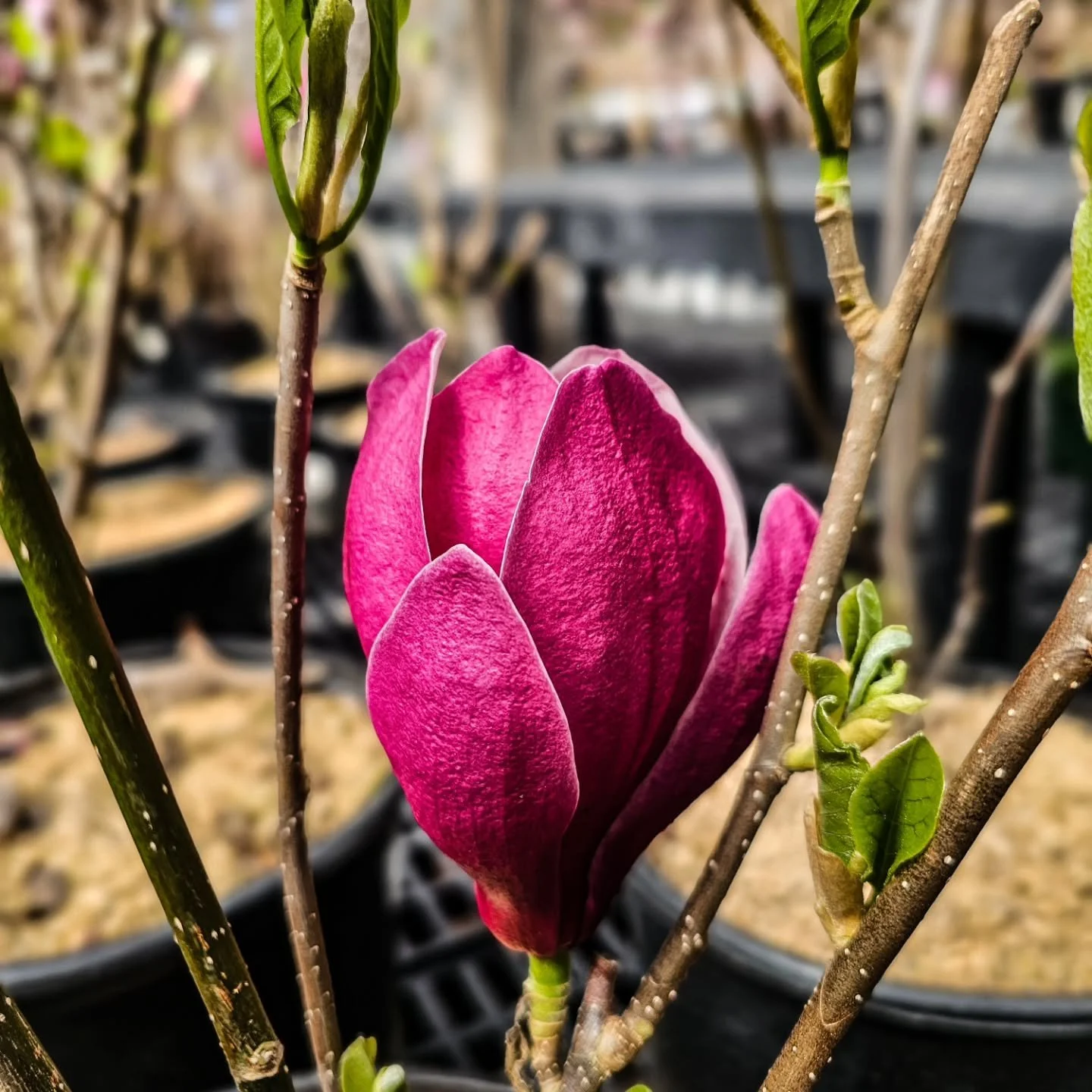 Swipe to see a few of what's blooming on the lot right now &mdash; and this is just a small taste of what's in stock.

Pink dogwood, star magnolia, PJM rhododendron, redbud, magnolias, and so much more.

Stop in and see it all in person.

Open 7 days