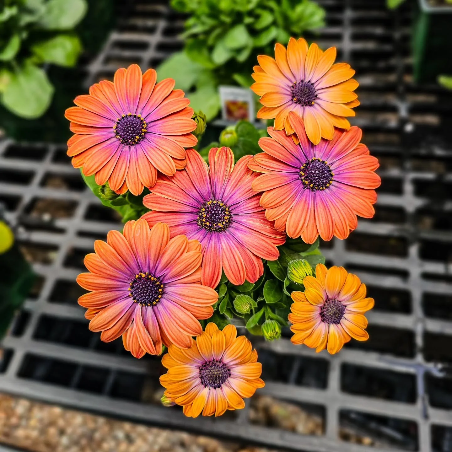 Spring color, instantly 🌿

Osteospermum love the cooler temps and are perfect right now.

Reminder: we can still get frost in CT &mdash; protect on colder nights!

In stock now