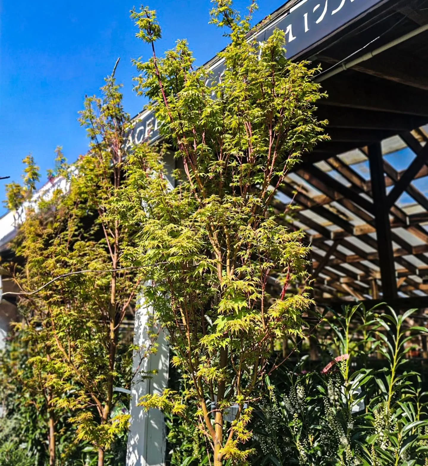 Japanese maples are in &mdash; and we have both green and red varieties in multiple sizes.

These are the trees people come back for year after year. Spectacular in spring, even better in fall. Swipe to see what's on the ground right now.

Stop in an