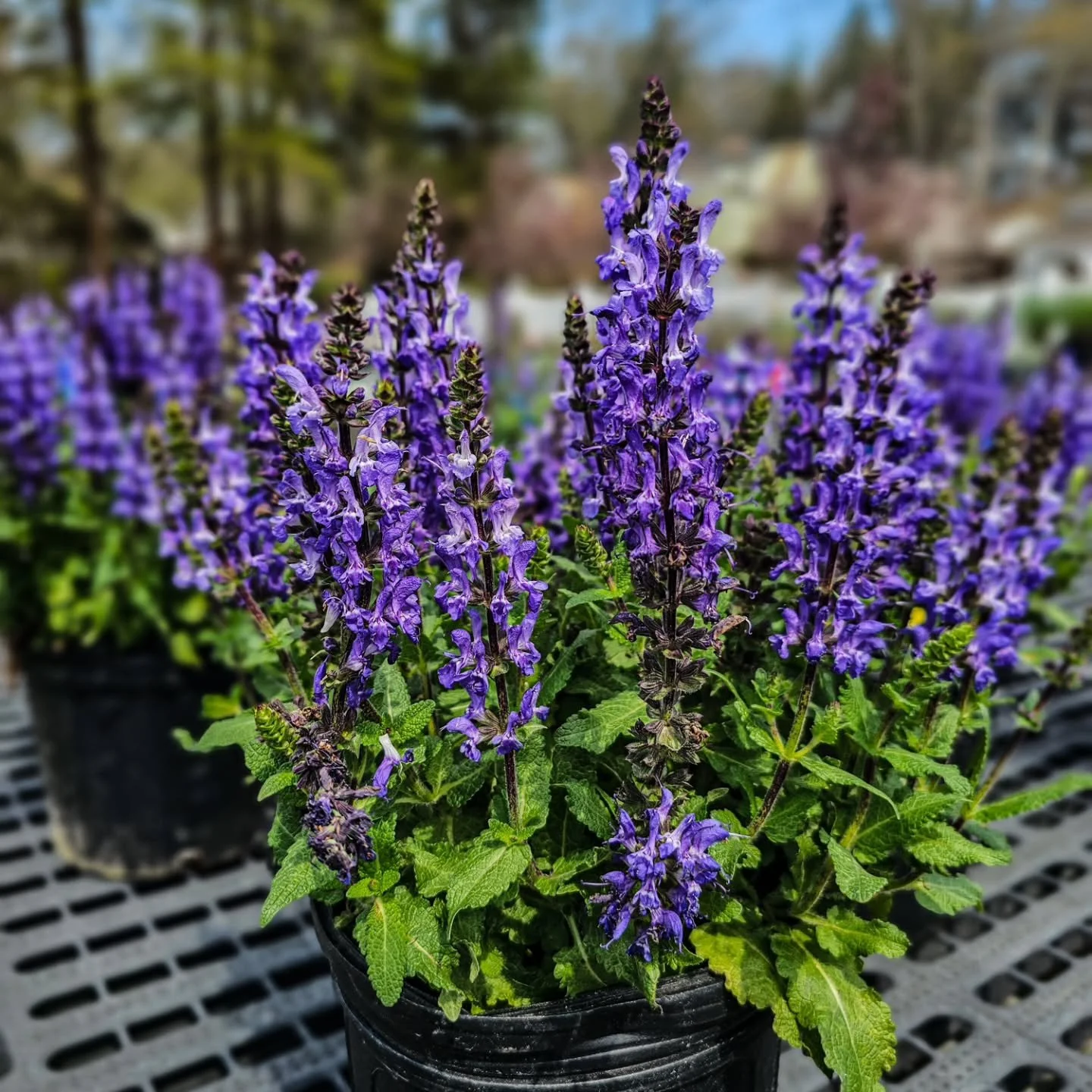 Salvia already blooming 💜

A little early&mdash;and we&rsquo;re not mad about it.

Easy color, pollinator favorite, and one of the best low-maintenance perennials to plant now.

&bull; Full sun
&bull; Deer resistant
&bull; Cut back for repeat blooms