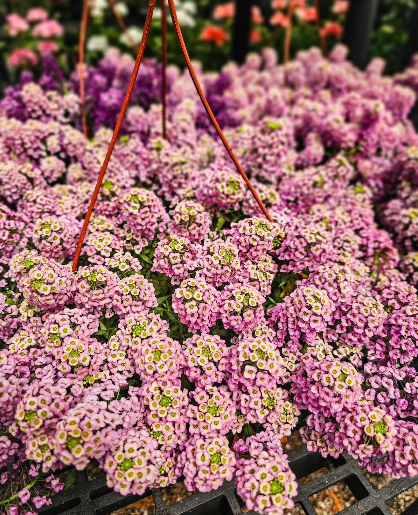Sweet alyssum is here and she's putting on a show. 🌸 

Cascading, fragrant, and impossible to walk past &mdash; these hanging baskets are ready for your porch, your garden, or your front door.

Heads up &mdash; we still have some cold nights ahead i