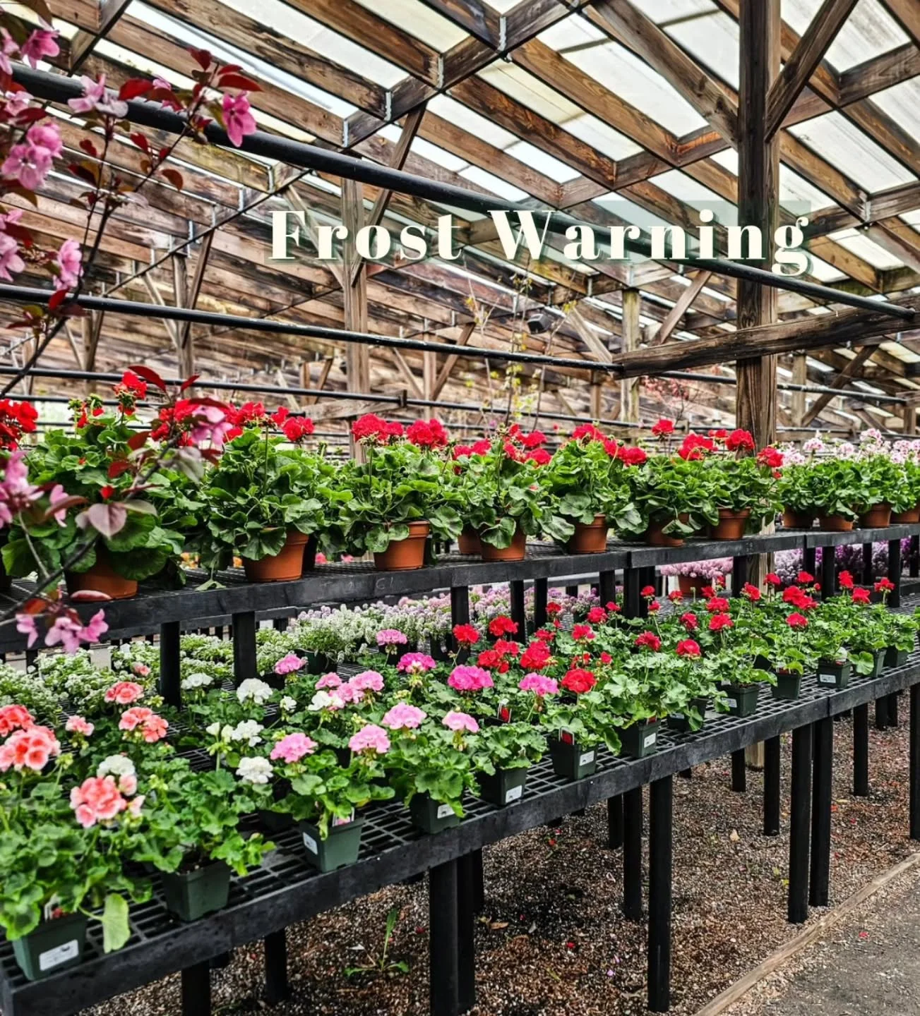 Everything looks like spring&hellip; but tonight says otherwise ❄️

We&rsquo;re expecting possible frost tonight &mdash; if you&rsquo;ve planted already, don&rsquo;t forget to protect your plants.

Bring pots inside or into the garage, and cover anyt