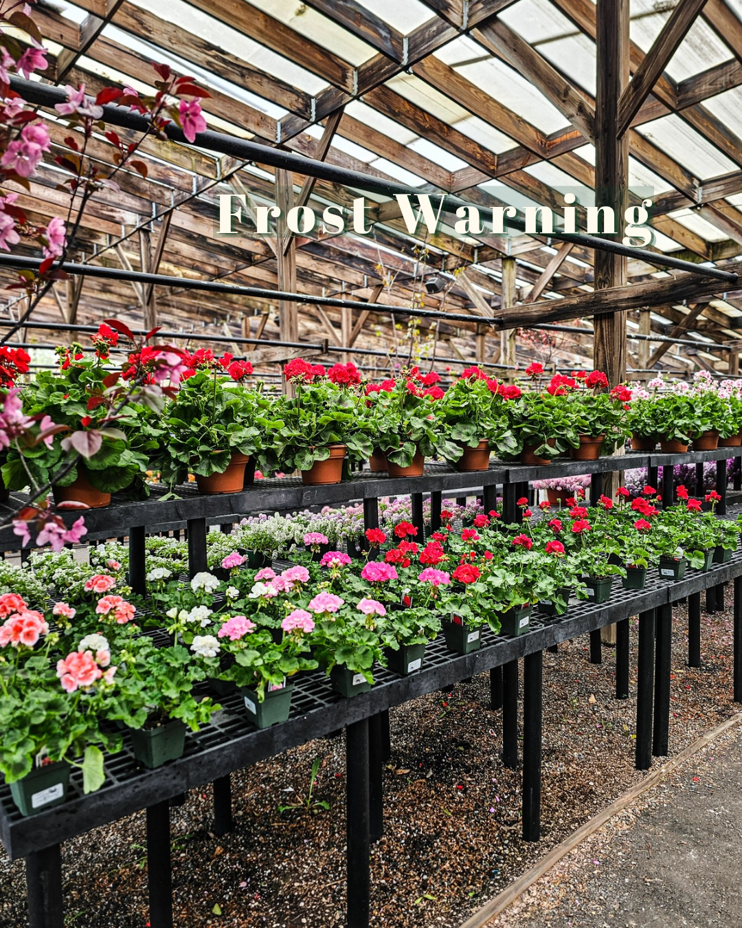 Frost Warnings in Connecticut: What to Cover, What to Bring Inside, and What Will Survive