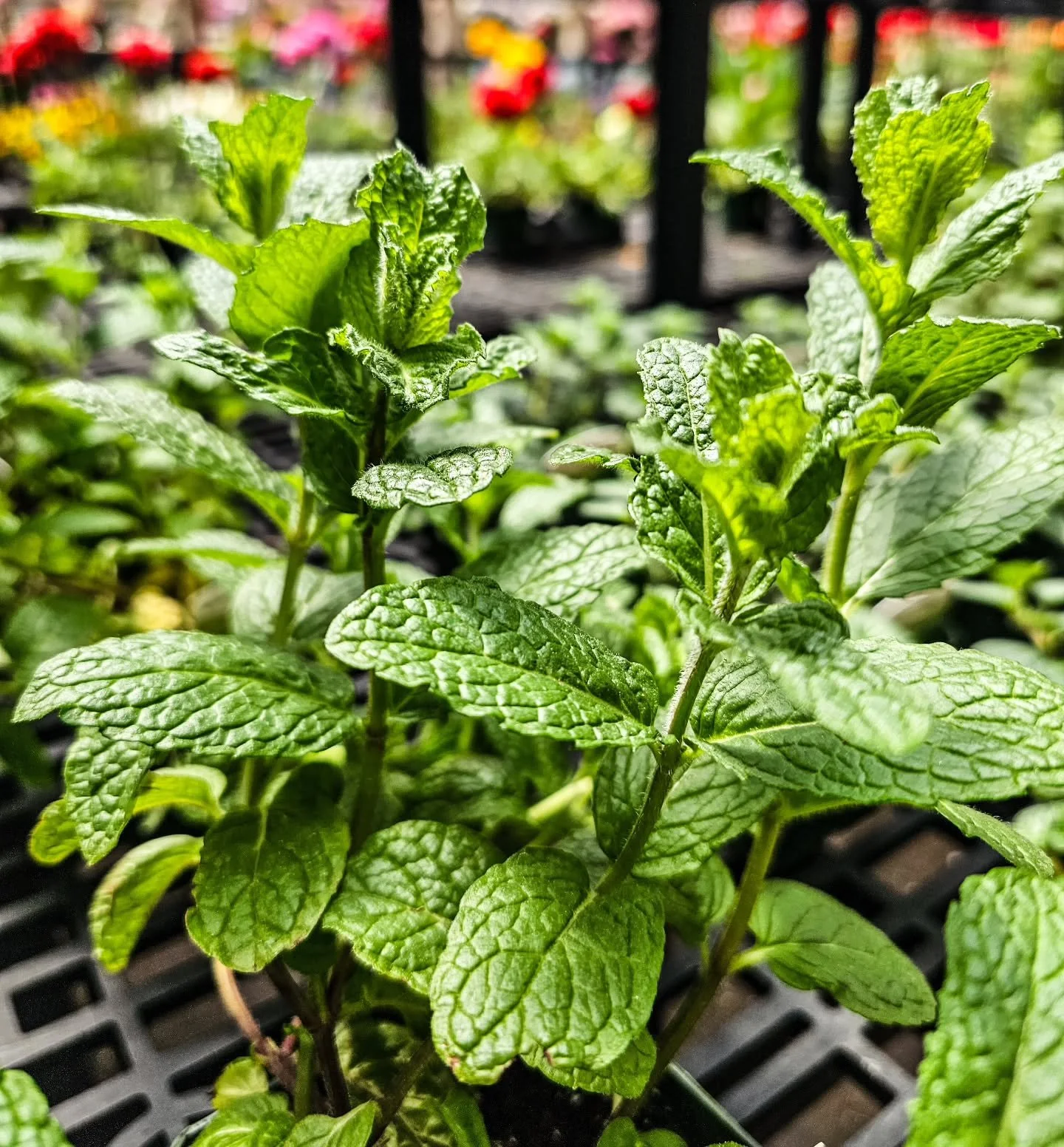 Spearmint. Orange. Chocolate. Lemon. Blackberry. 🌿

Fresh mint just hit the greenhouse &mdash; five varieties, each with its own personality. Great in teas, cocktails, and summer recipes.

One tip: keep mint in a pot. It spreads fast and overwinters