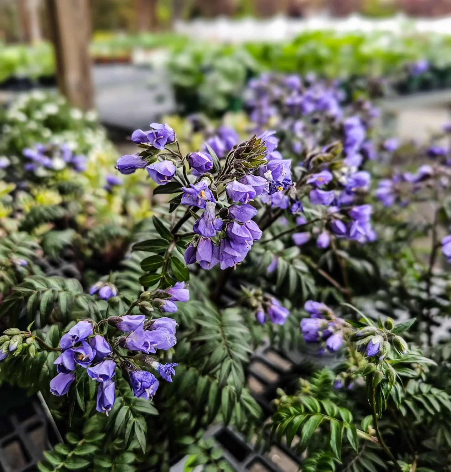 What's blooming right now 🌸

Perennials have been coming in &mdash; and there's no better way to spend Earth Day than getting something in the ground.

A peek at what's out there &mdash; Jacob's Ladder, primrose, salvia, foamflower + so much more.

