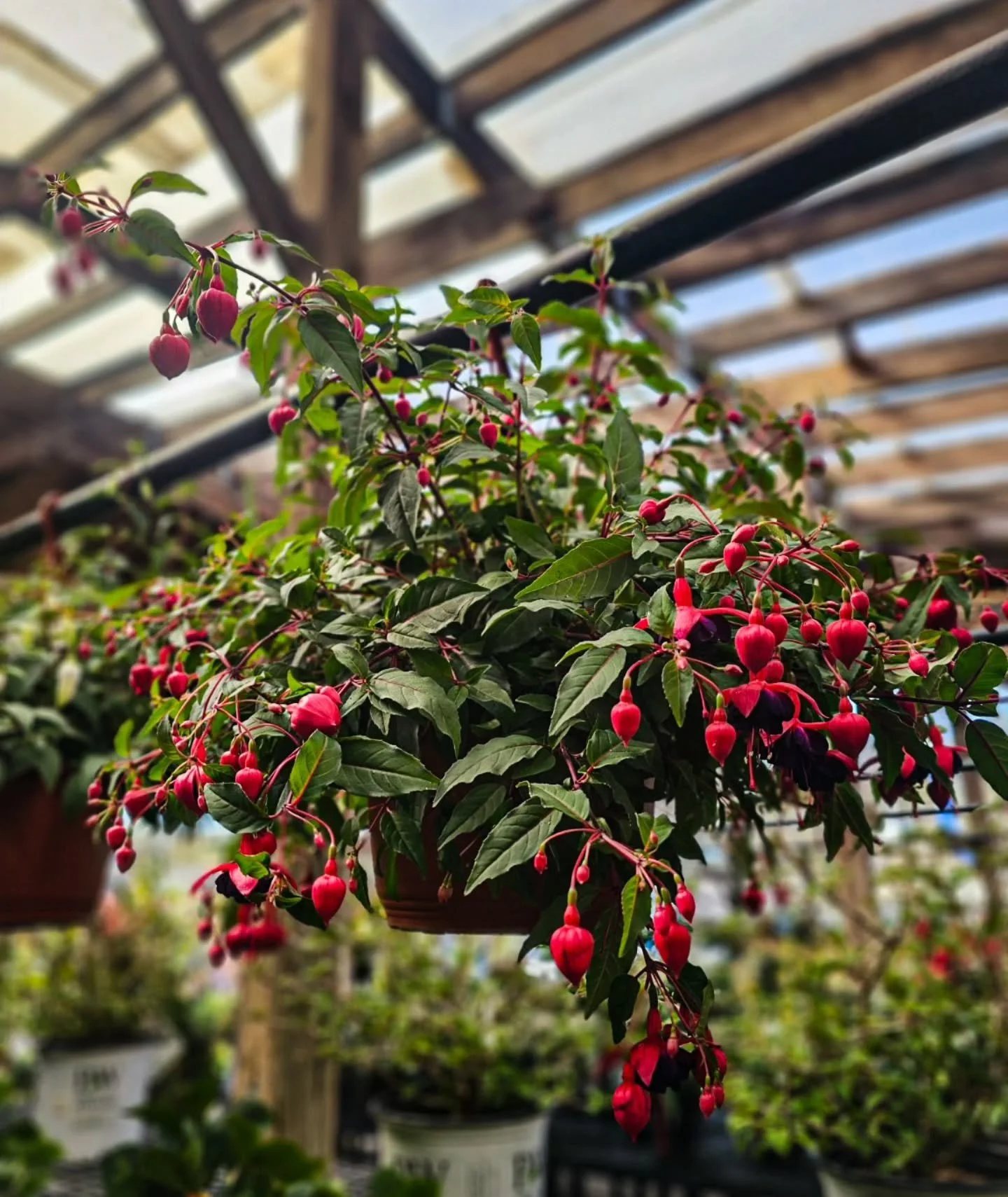 If you have shade&hellip; you need fuchsia 🌸

One of the easiest ways to add color where most flowers struggle &mdash; and a bonus: hummingbirds love them.

They thrive in:
&bull; Morning sun / afternoon shade
&bull; Covered spaces
&bull; Cooler spr