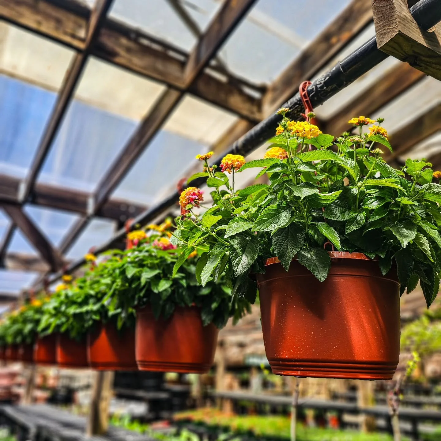 Rainy day = the best day to wander the lath house 🌿

Hanging baskets are looking so good right now

Come get lost in here for a bit

Open 9&ndash;5
129 Interlaken Rd, Stamford