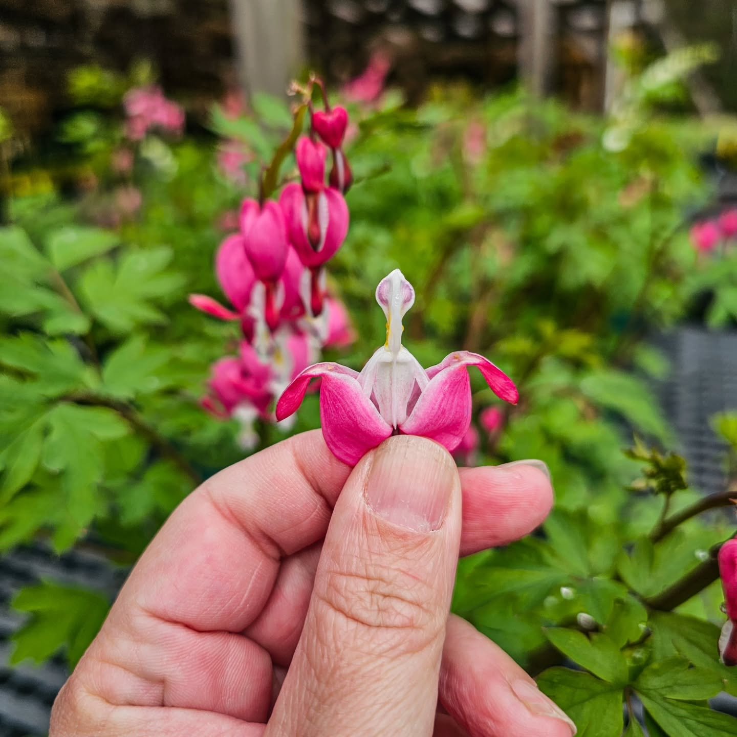 Look closely 👀

Inside every bleeding heart&hellip; there&rsquo;s a tiny &ldquo;lady in the bathtub.&rdquo;

Once you see it, you can&rsquo;t unsee it.

One of spring&rsquo;s most unique perennials &mdash; delicate, shade-loving, and always a conver