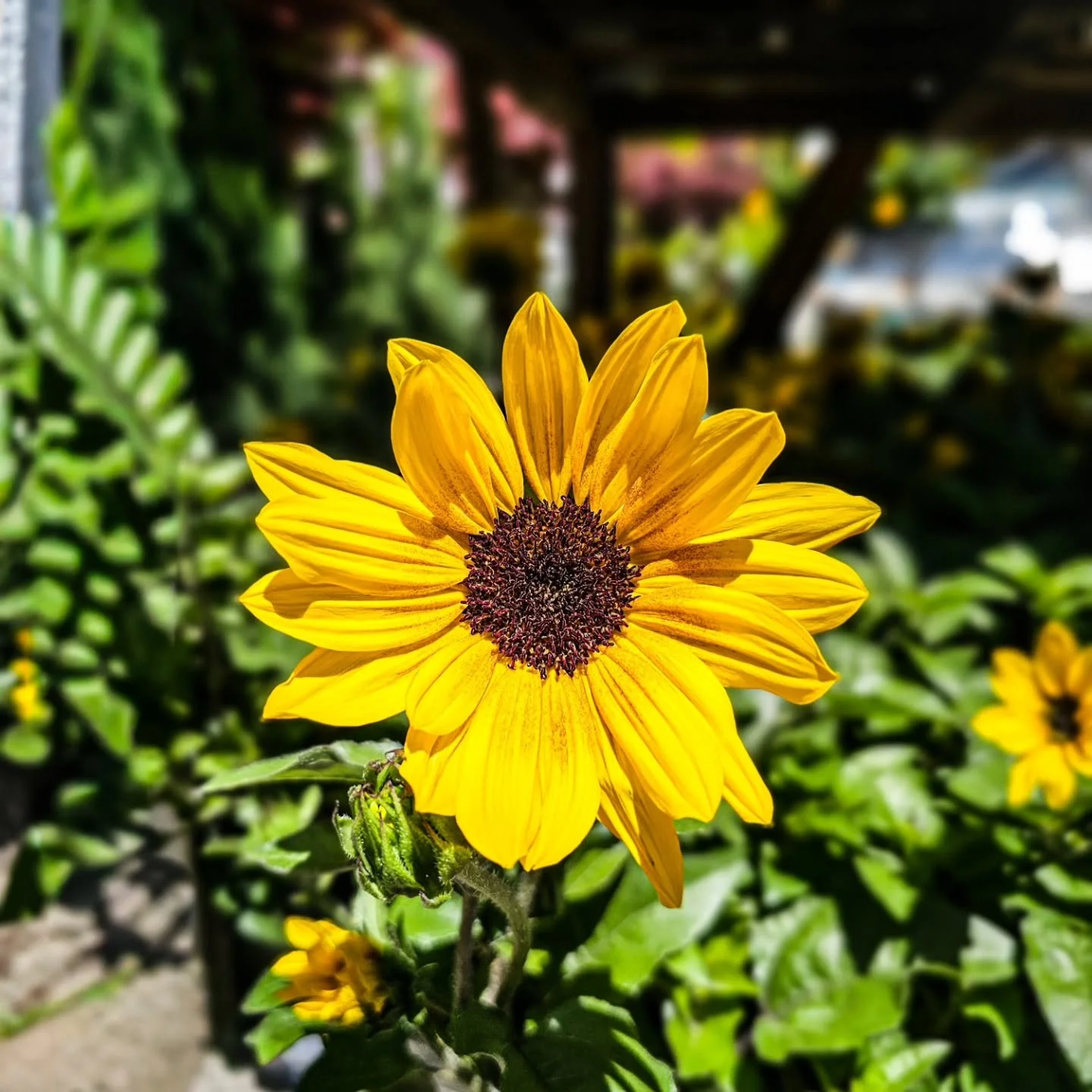 Sunbelievable Sunflowers are here 🌻

Nonstop blooms, all season long &mdash; no deadheading, no fuss.

These are one of the easiest ways to add instant color to your yard, pots, or garden beds.

They stay full, keep flowering, and honestly&hellip; j