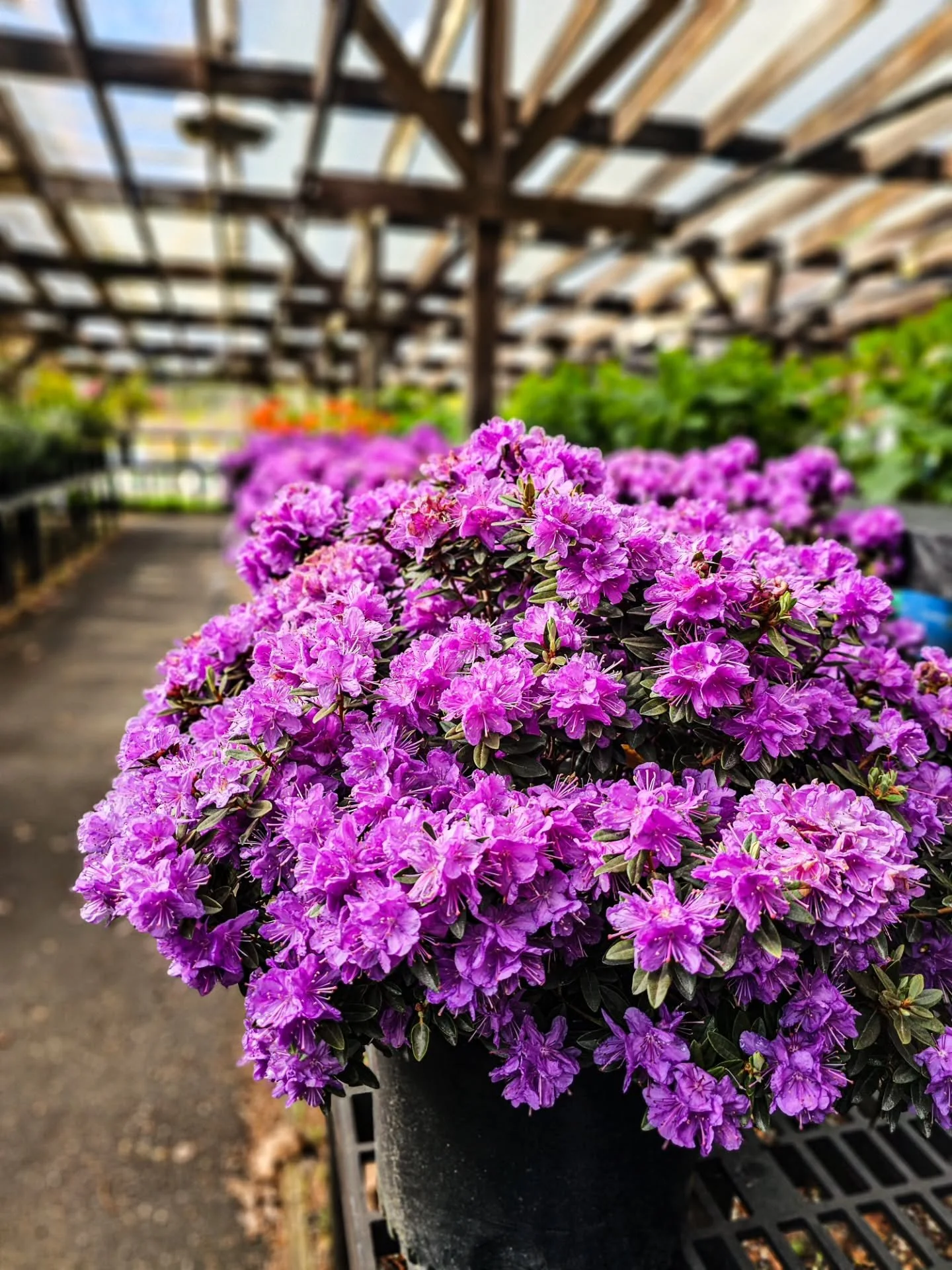 Rhododendrons and deciduous azaleas are in full bloom. These are just a few of the varieties we have in stock.

Purple Gem &mdash; violet-purple, compact, great for borders.
Blue Baron &mdash; deep lavender, glossy foliage, perfect for shade.
Mandari