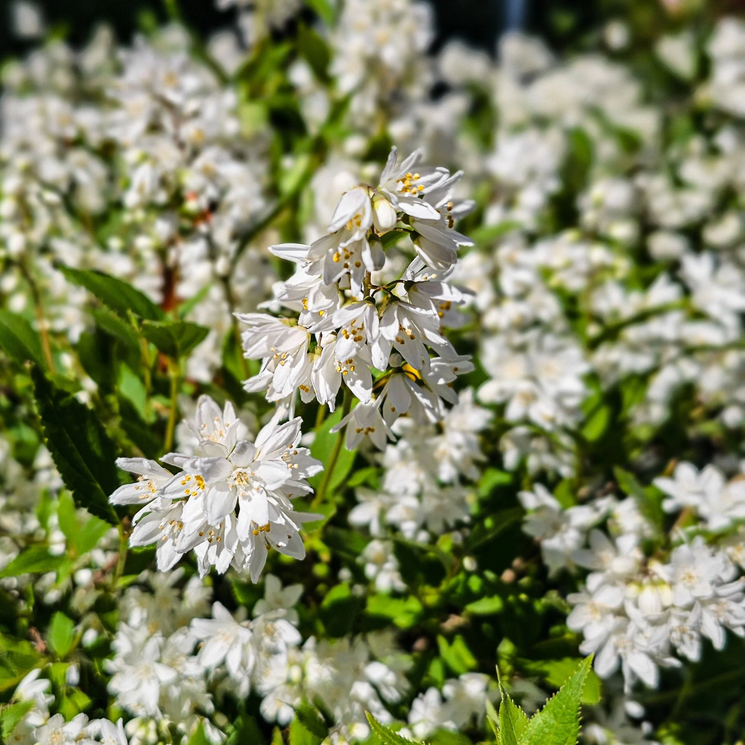 Yuki Cherry Blossom&reg; Deutzia in full bloom 🤍

Covered in soft white blooms with a light, airy feel &mdash; one of the easiest spring shrubs to add into your landscape.

Where to plant it: 
&bull; Full sun to part sun (more sun = more blooms)
&bu