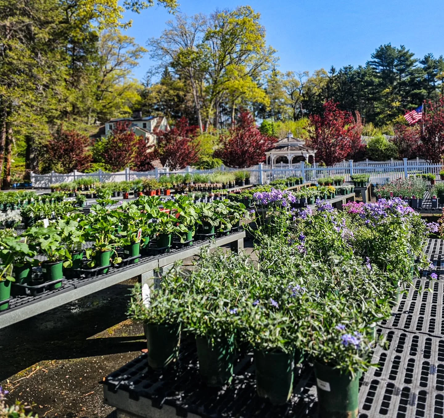 Plant once. Enjoy every year 🌿

Come take a walk through &mdash; perennials are filling in and looking really good right now

Open 9&ndash;5
129 Interlaken Rd, Stamford