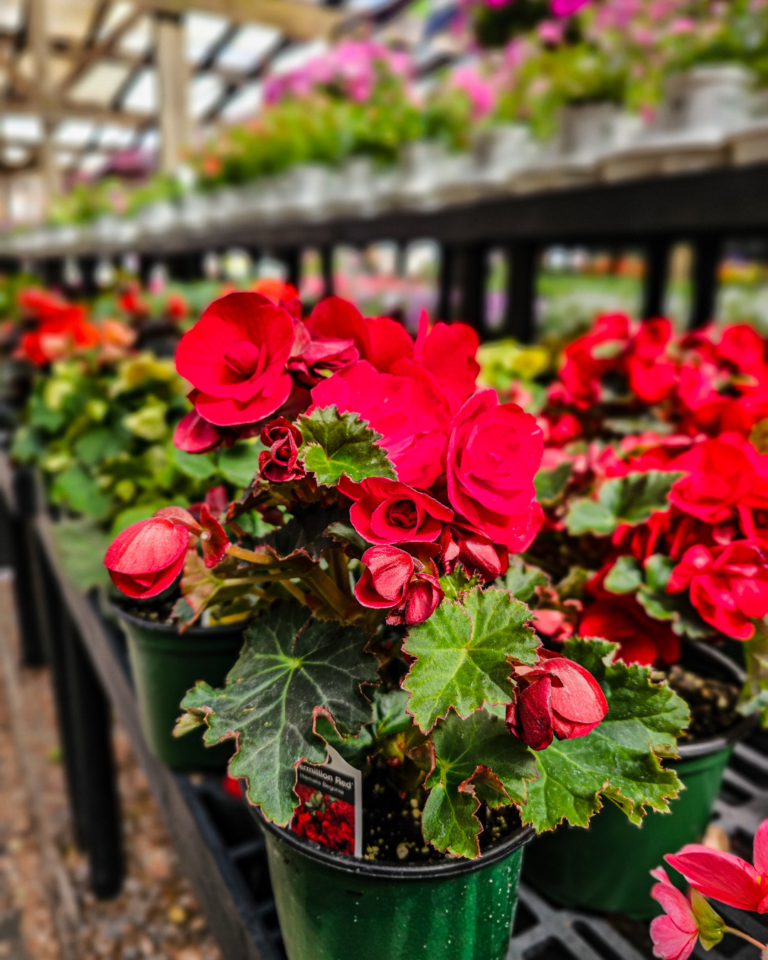 Gift Ideas for Mother’s Day in Stamford, CT