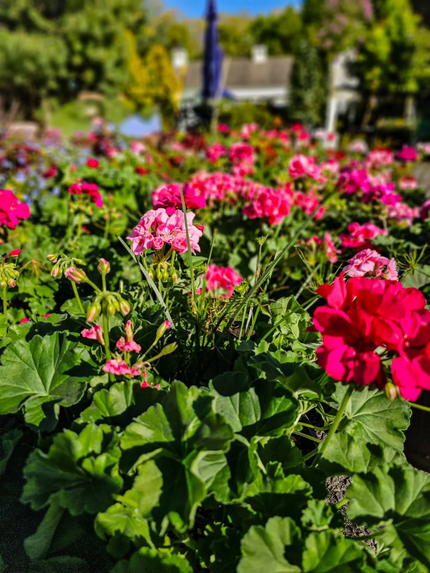 Garden center days 🌿🌸

The annuals are filling in fast and it&rsquo;s finally starting to feel like planting season around here.

Geraniums, begonias, hanging baskets, dahlias, patio pots, and more arriving daily.

Open daily 9&ndash;5
📍Stamford, 