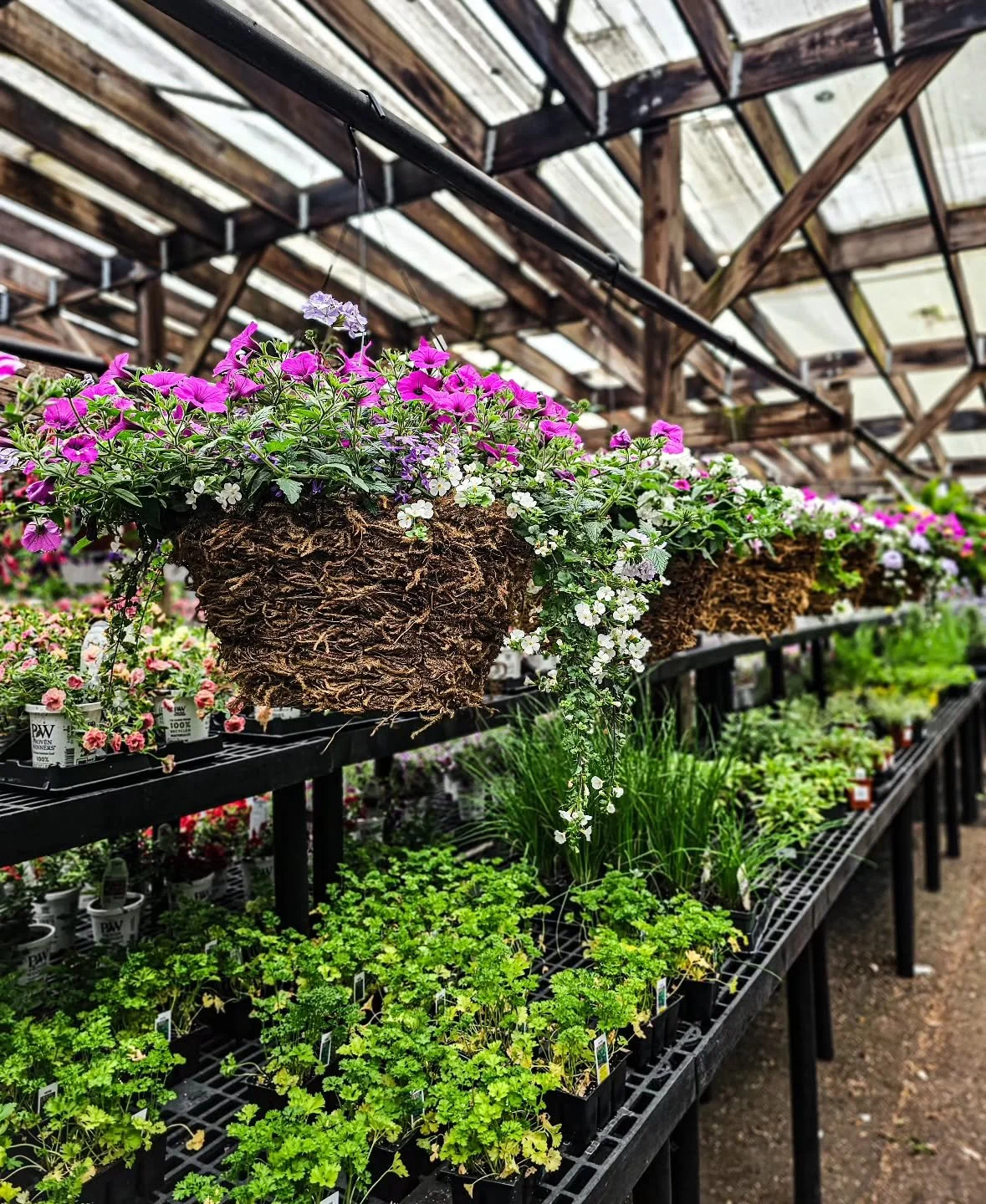 Happy Mother&rsquo;s Day 🌸

The garden center is full of color, fresh blooms, hanging baskets, herbs, gifts, and all the little things that make spring feel special.

Whether you&rsquo;re shopping for Mom, spending the day together, or just enjoying