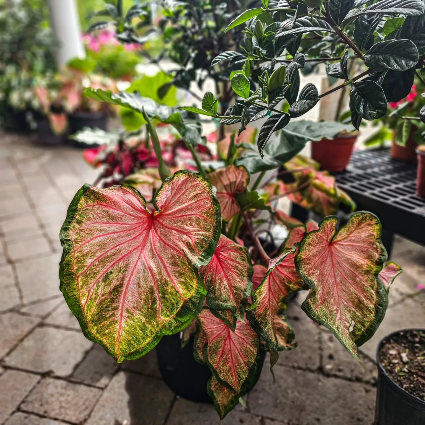 Shade planters don&rsquo;t have to be boring 🌿

Caladiums, elephant ears, tropicals, and texture plants are some of our favorite ways to brighten up shady patios, porches, and entryways this time of year.

These combos love warmth and bring color al