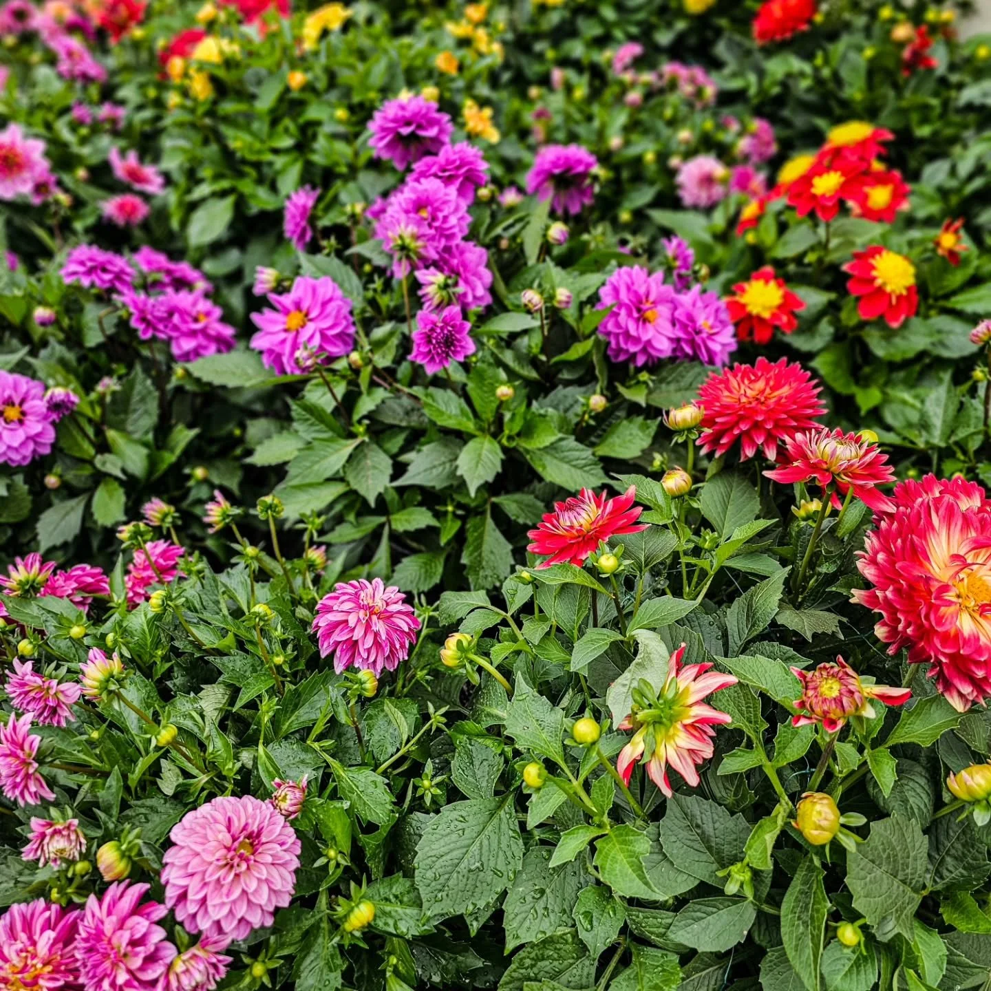 Dahlia season is starting 🌸

Some of the prettiest colors in the garden center right now &mdash; and they won&rsquo;t last long.

Open daily 9&ndash;5
📍Stamford, CT
