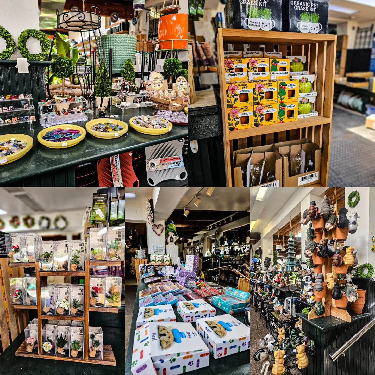 We're not just a garden center. 🌿

Crystals, gem trees, grow kits, garden figurines, gifts, car fresheners that actually look cute &mdash; there's something for everyone in here, plant lover or not.

Stop in and explore. You never know what you'll f