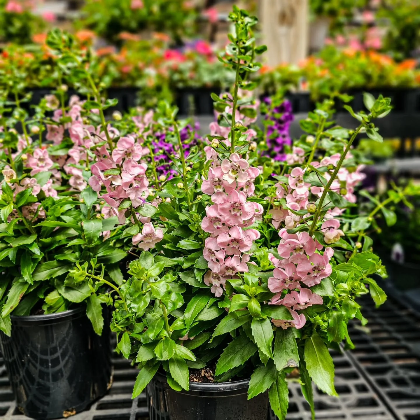 Built for the heat. 🌸💜

Angelonia blooms all summer and just gets better as temperatures rise. No deadheading, low maintenance, and gorgeous in containers or garden beds. Purple and pink just arrived.

In stock at the garden center.
📍 129 Interlak