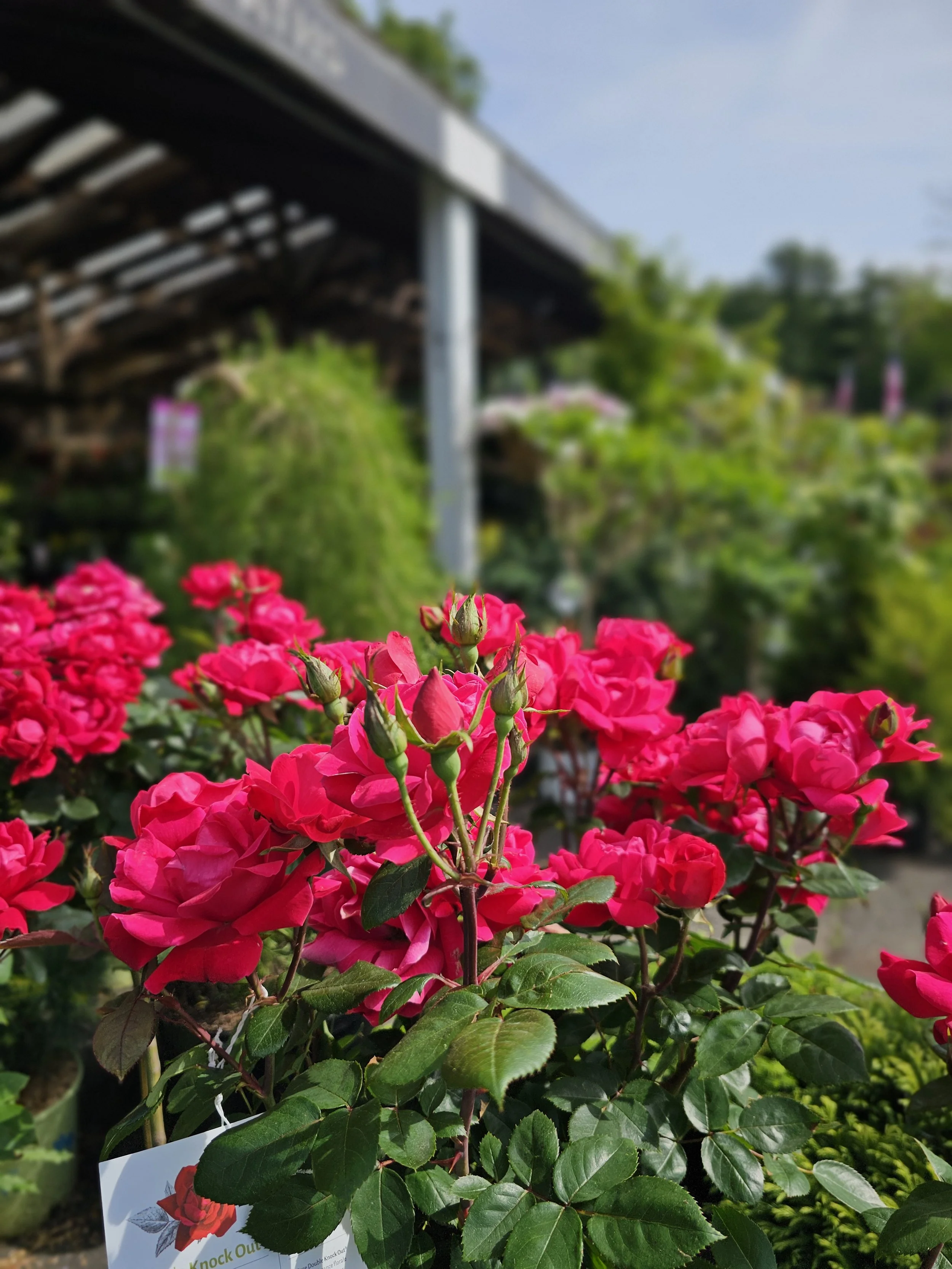 Rainy Memorial Day Weekend? Visit Stamford’s 14-Acre Garden Center