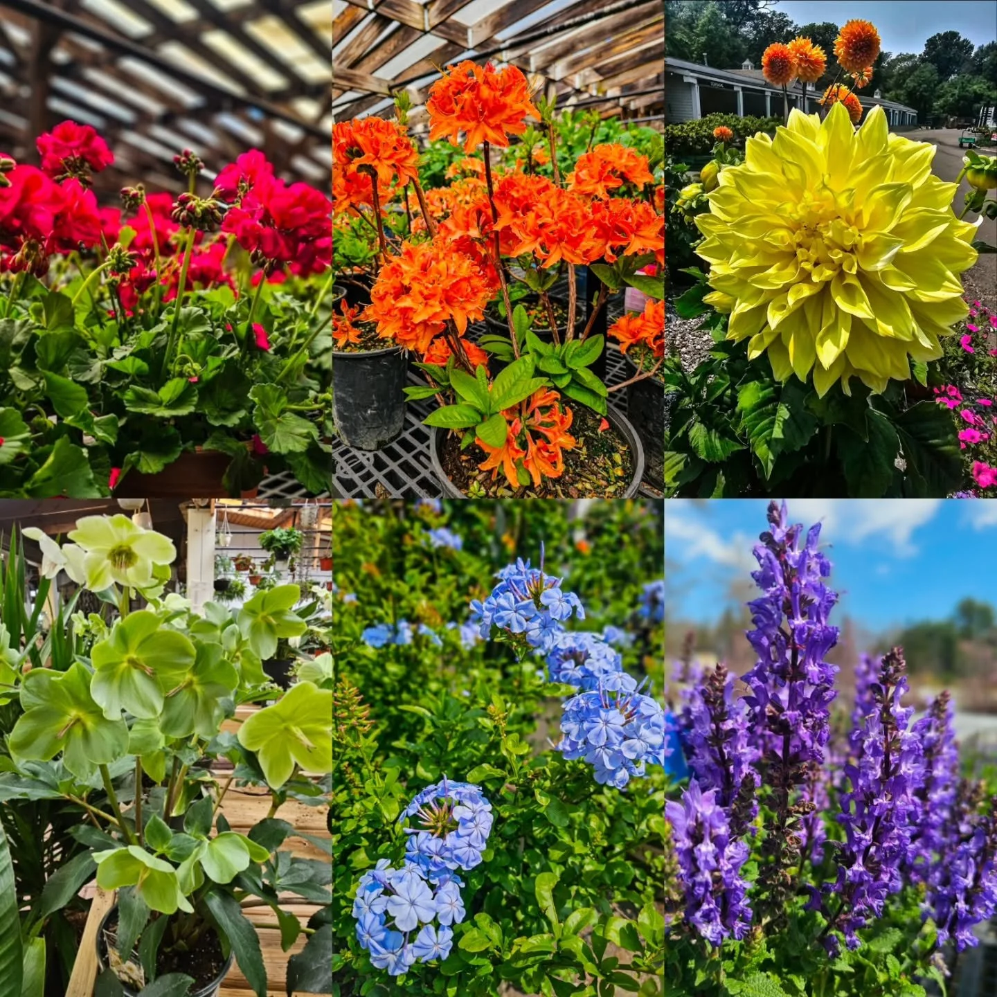 Love grows here. 🌈

Every color has a place in the garden.

Happy Pride Month from all of us at Designs by Lee. Celebrating a month filled with kindness, joy, and plenty of color.

❤️🧡💛💚💙💜