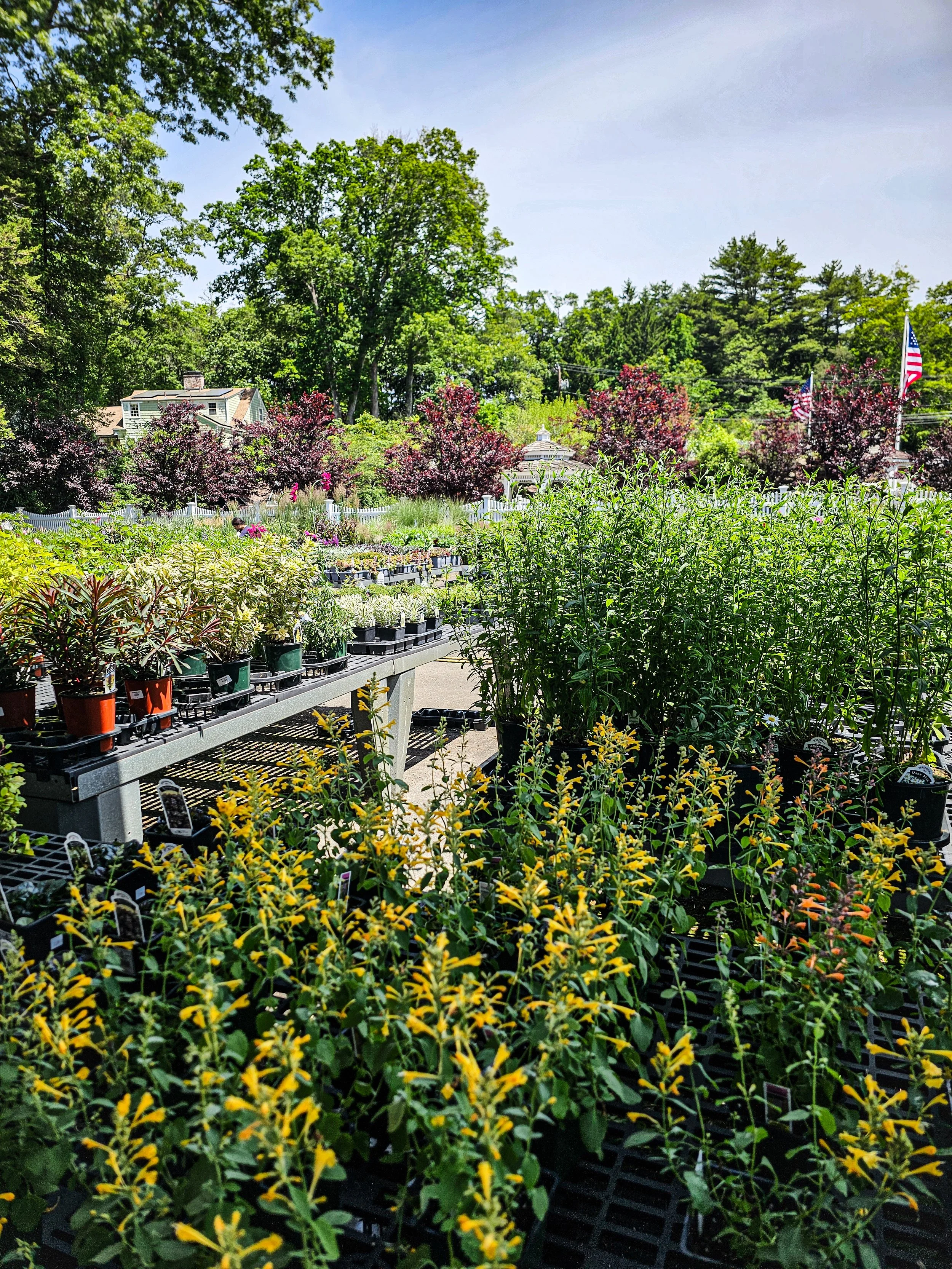 June Gardening in Connecticut: What to Plant, Prune & Watch For